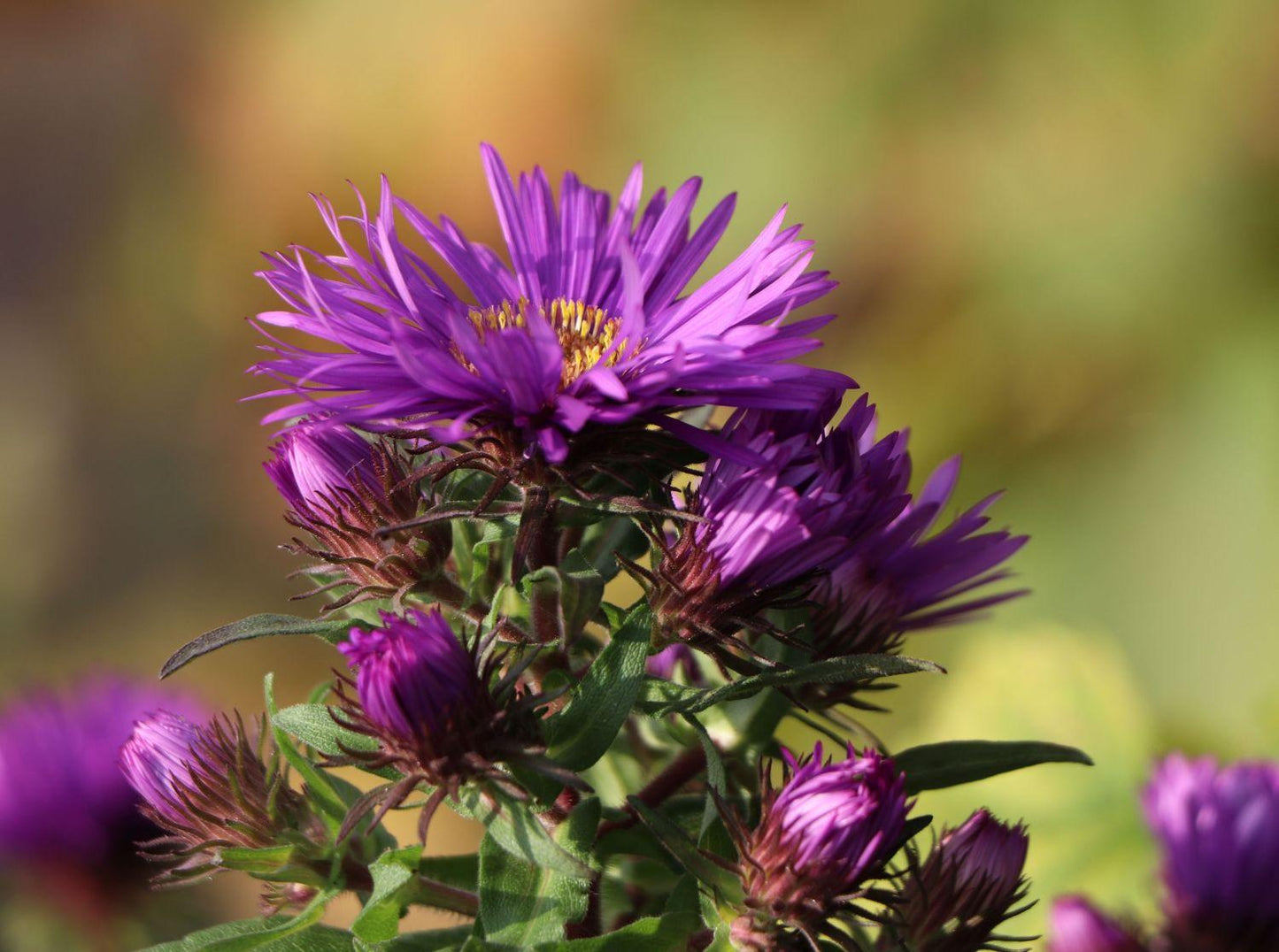 G6069 Aster Novae Angliae - View 8 from www redcrocus com