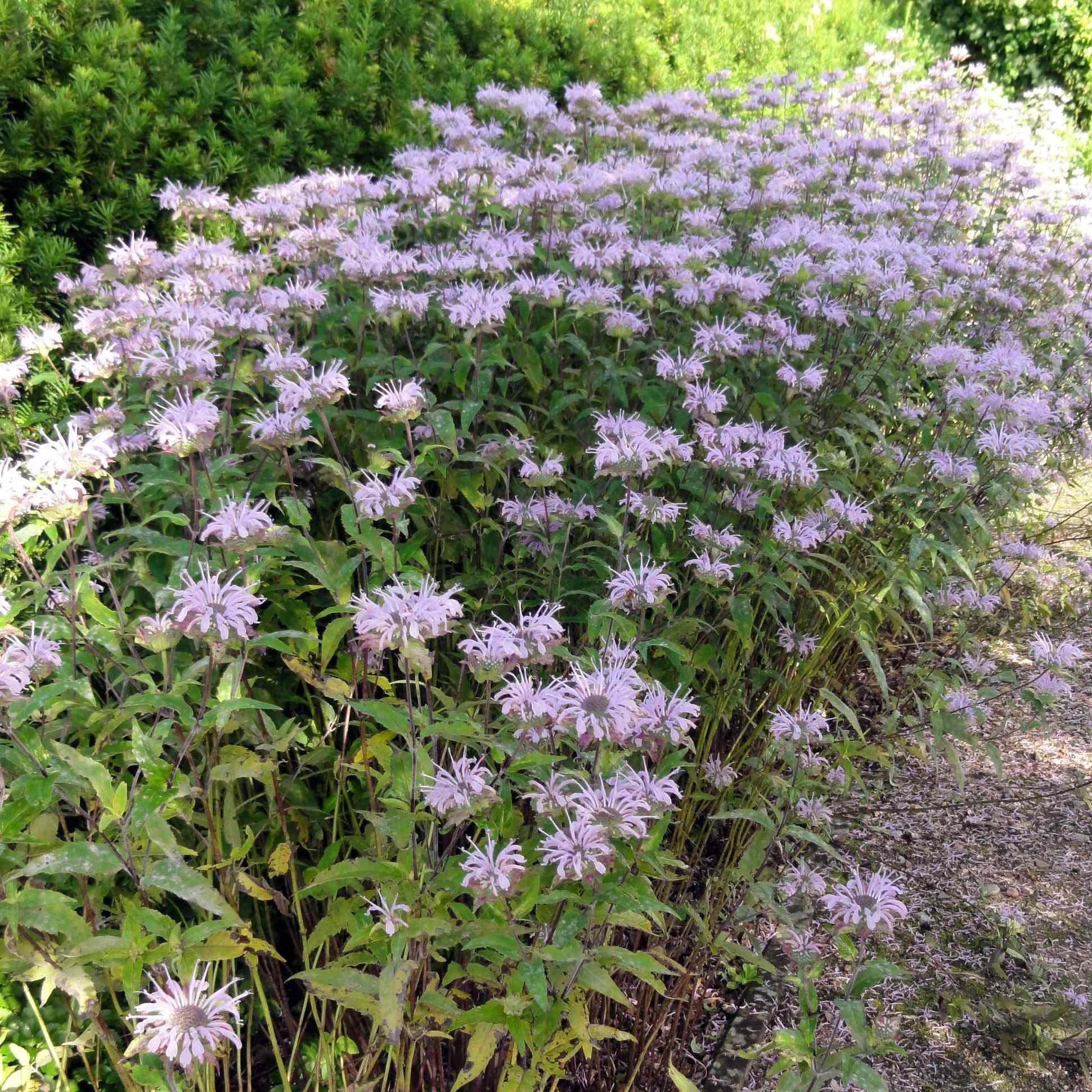 G6070 Monarda Fistulosa 10 B9a9fd9a C339 441a A5b4 Ffeb6477e1ac from www redcrocus com