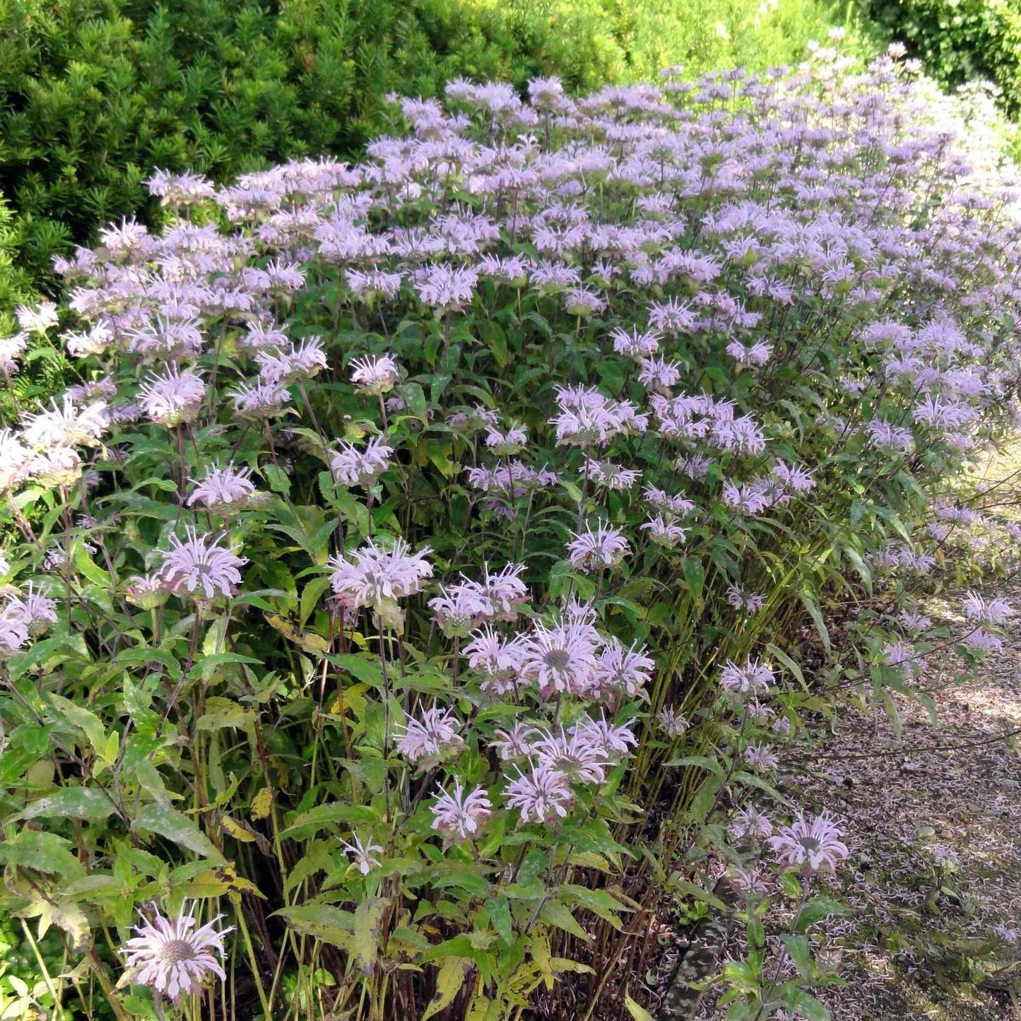 G6070 Monarda Fistulosa 10 B9a9fd9a C339 441a A5b4 Ffeb6477e1ac from www redcrocus com
