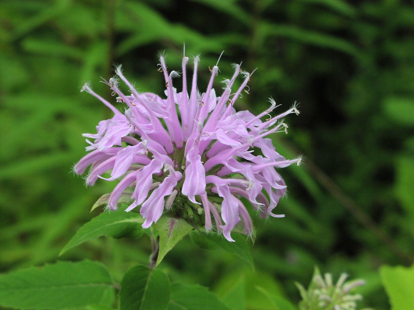 G6070 Monarda Fistulosa 11 C5e35c00 6382 4281 Aaec 773715804dc0 from www redcrocus com