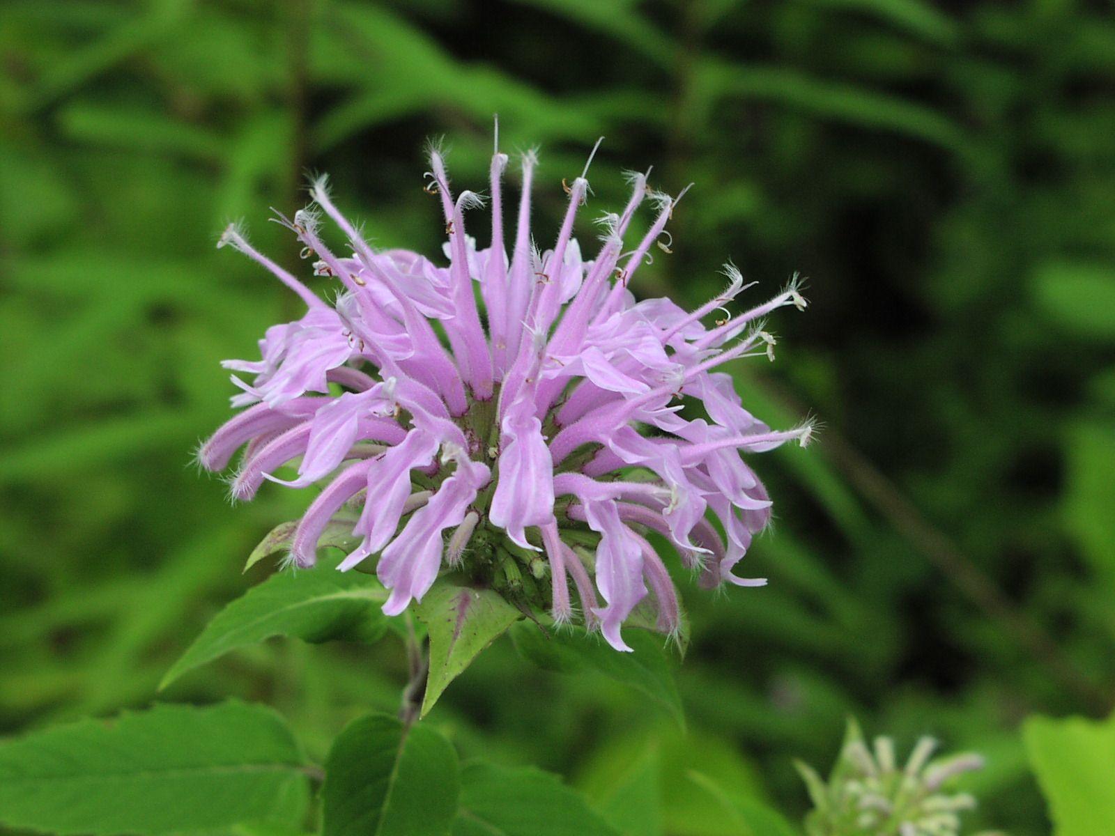 G6070 Monarda Fistulosa - View 11 from www redcrocus com