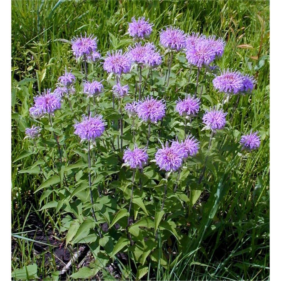 G6070 Monarda Fistulosa - View 12 from www redcrocus com