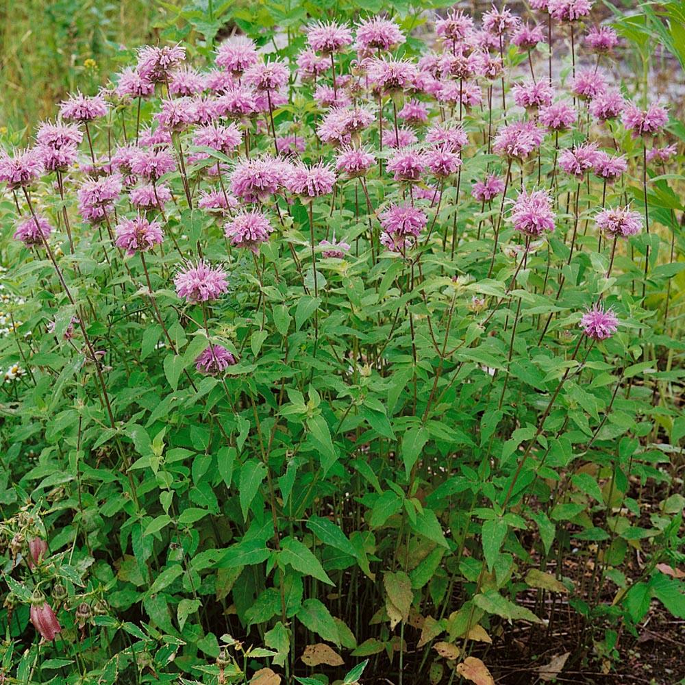 G6070 Monarda Fistulosa 13 82467e93 00fe 4b98 A91b 85fd3e29dc8c from www redcrocus com