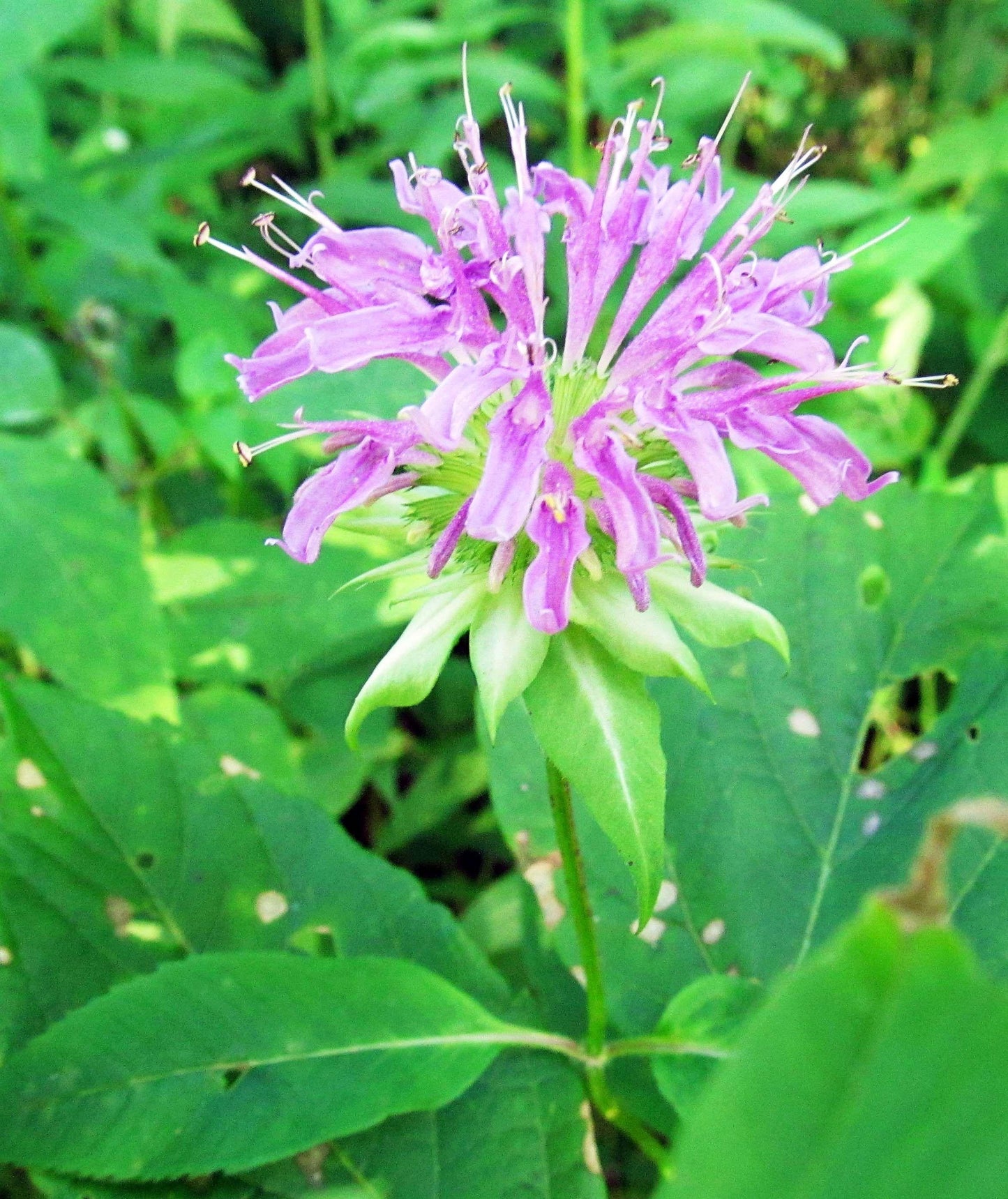 G6070 Monarda Fistulosa - View 14 from www redcrocus com