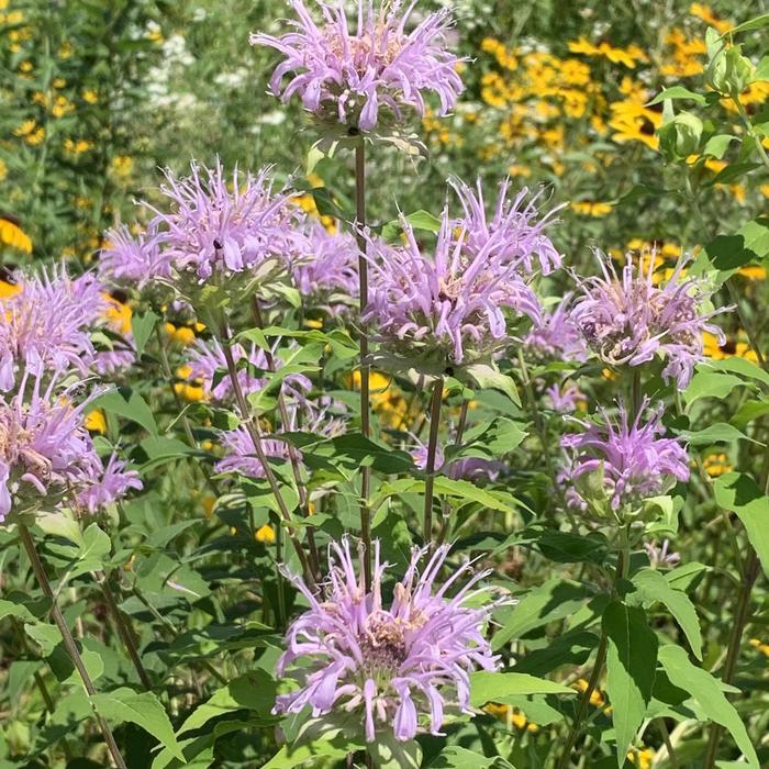 G6070 Monarda Fistulosa 15 2fe559c2 3bae 4767 814f Bda5d8797b65 from www redcrocus com