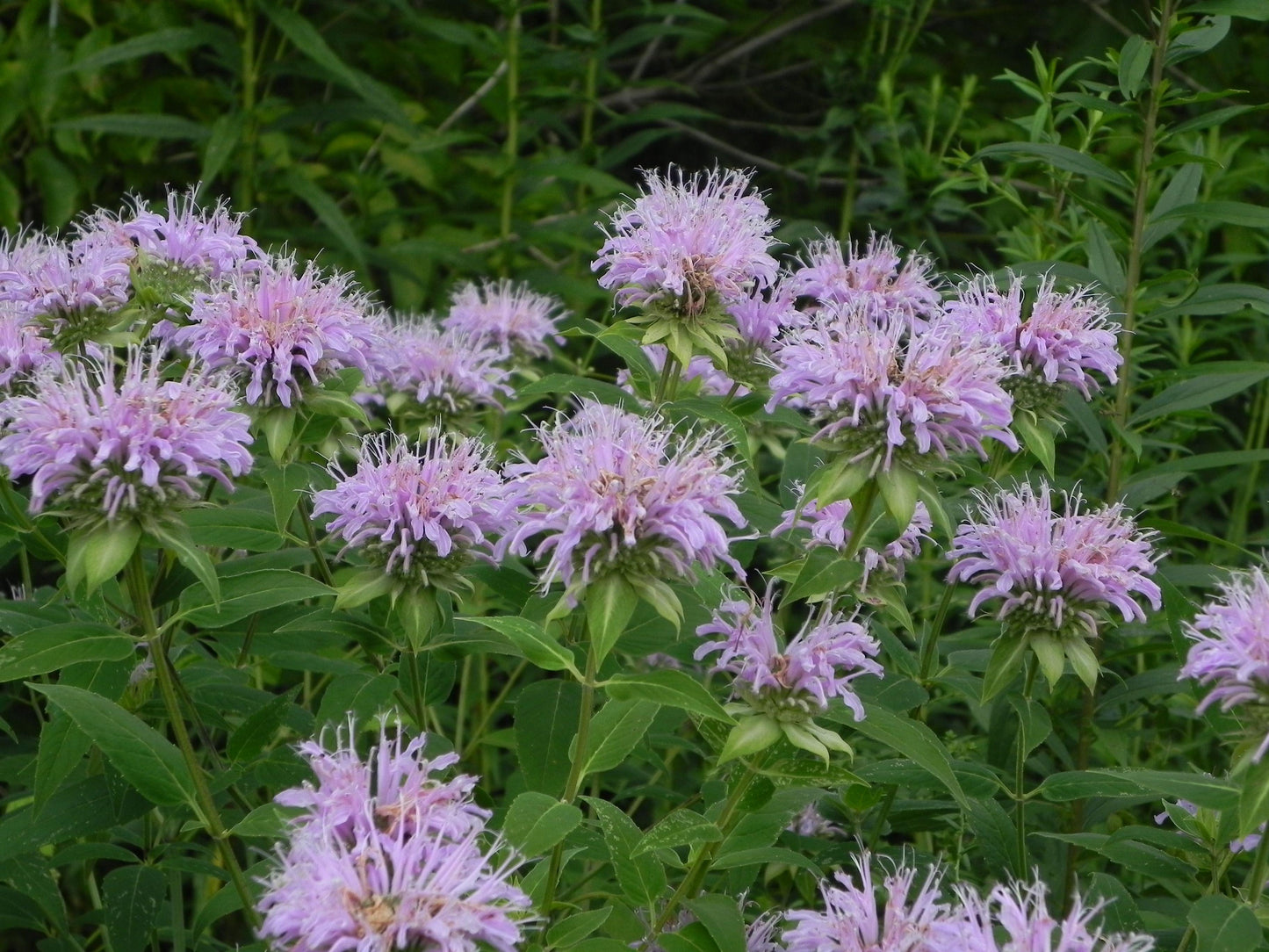 G6070 Monarda Fistulosa - View 16 from www redcrocus com