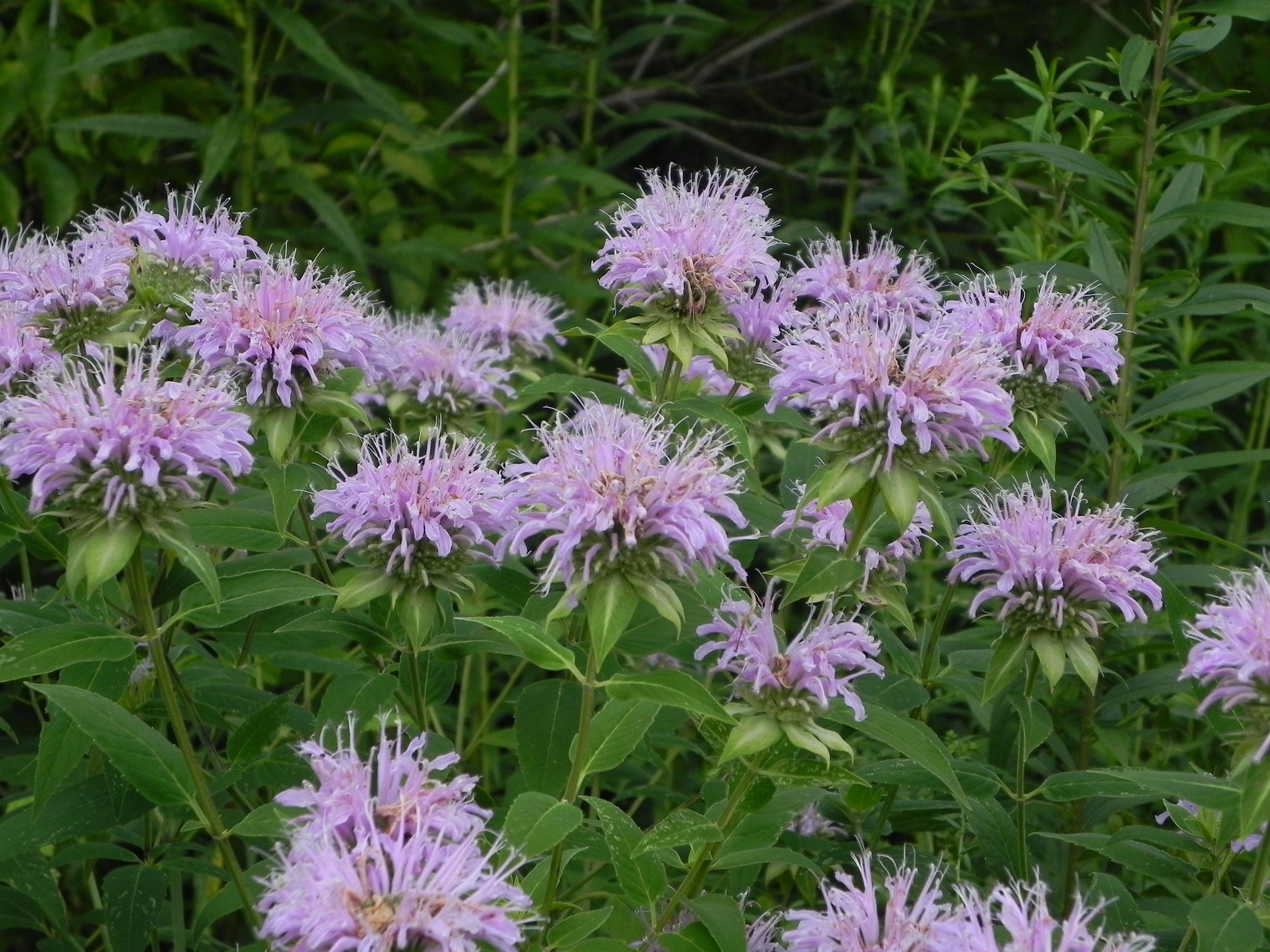 G6070 Monarda Fistulosa - View 16 from www redcrocus com