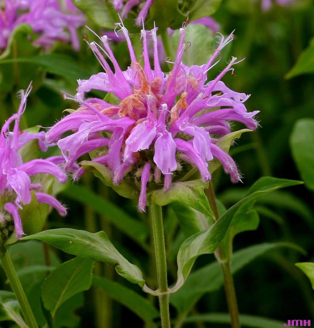 G6070 Monarda Fistulosa 17 0346c982 F71a 43ed A241 826fd324351e from www redcrocus com
