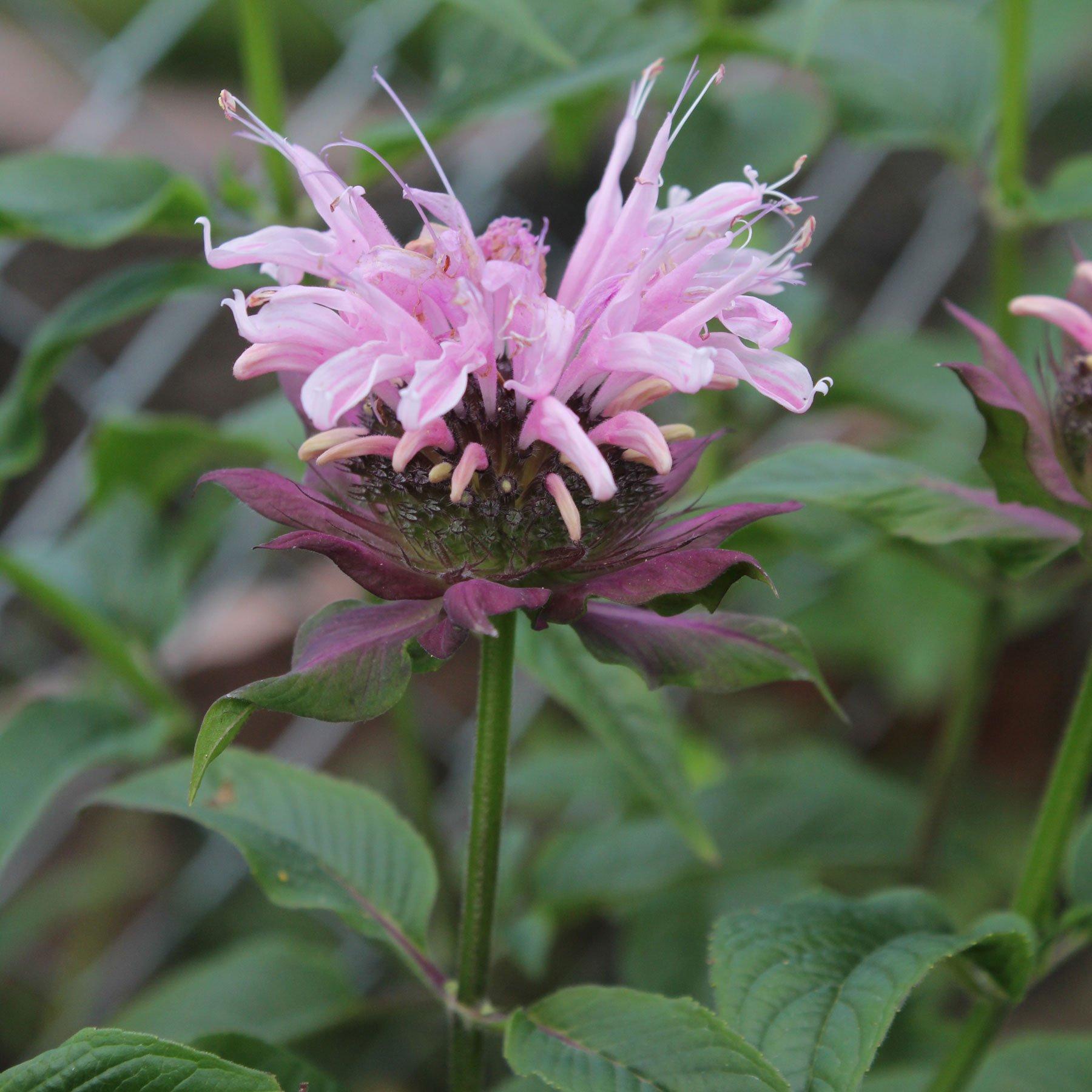 G6070 Monarda Fistulosa 18 1f50646f 982c 4a02 813a 407ca0e60812 from www redcrocus com