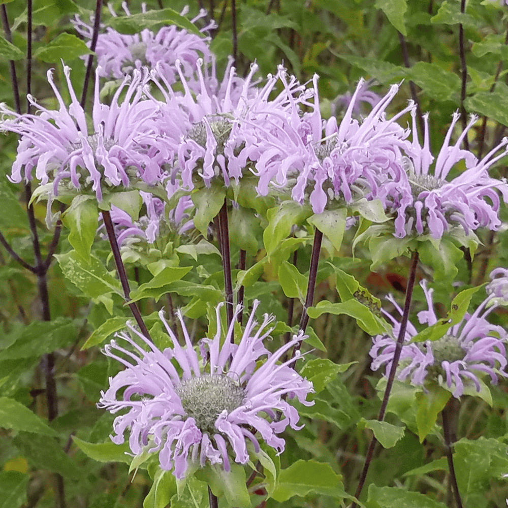 G6070 Monarda Fistulosa 2 7a0d05a2 040d 4d95 8080 0ac429b6bcbd from www redcrocus com