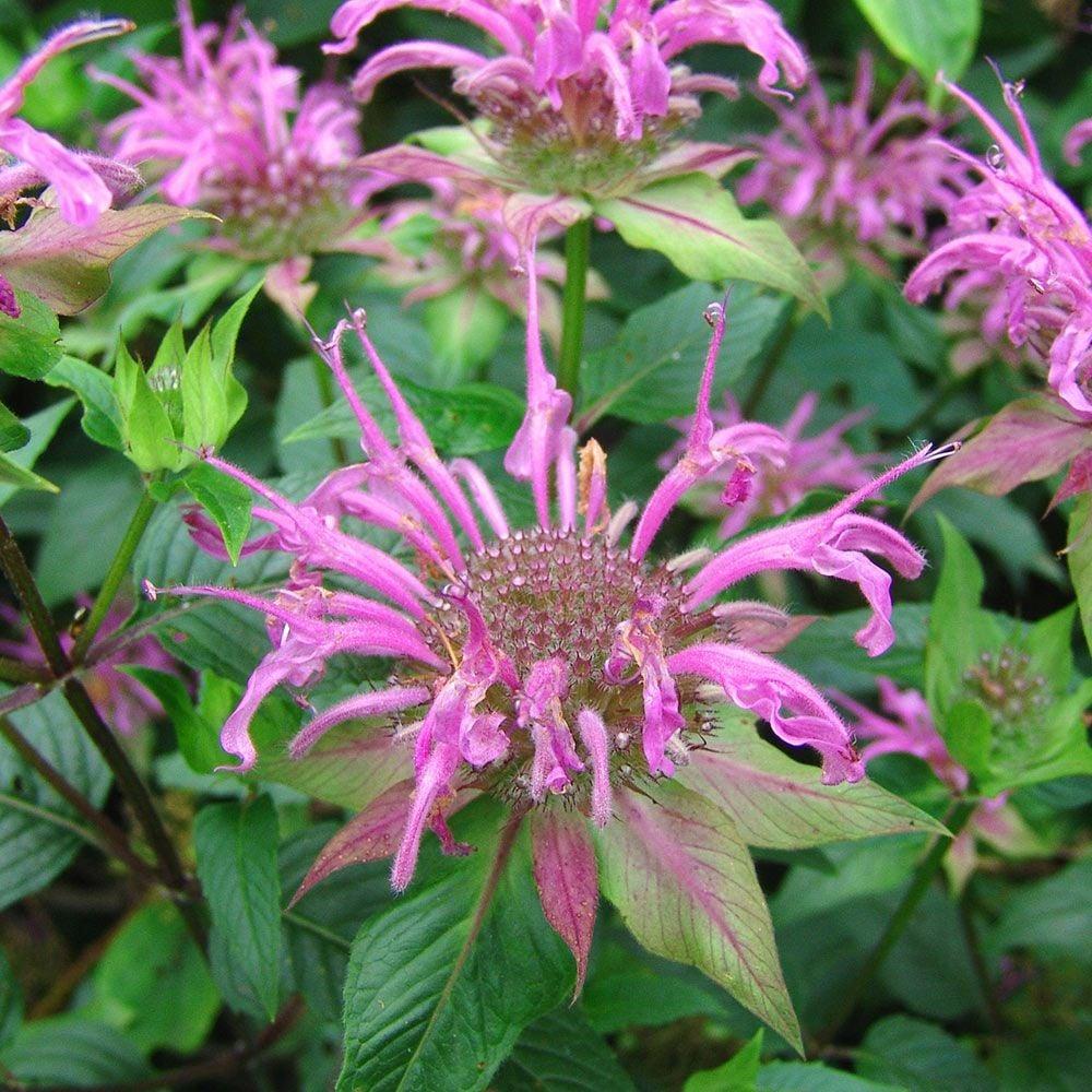 G6070 Monarda Fistulosa 3 1fc569ea B80c 4157 Be4e 479e134e6f90 from www redcrocus com