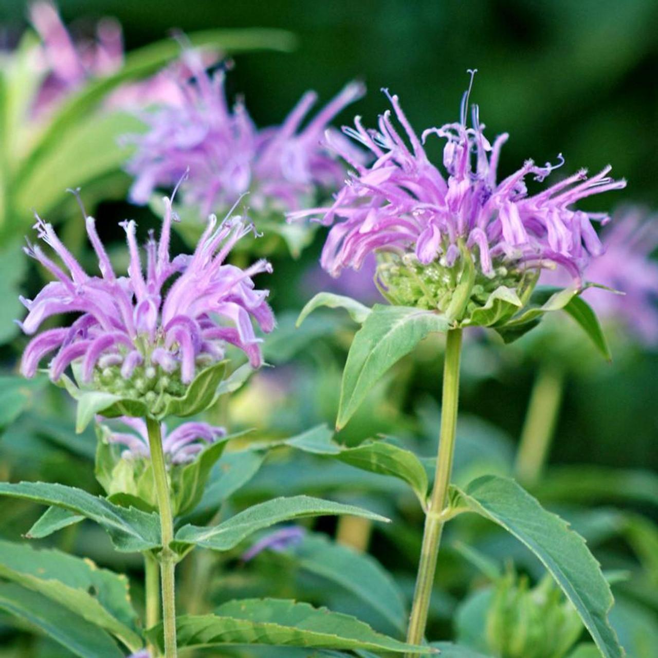 G6070 Monarda Fistulosa - View 4 from www redcrocus com