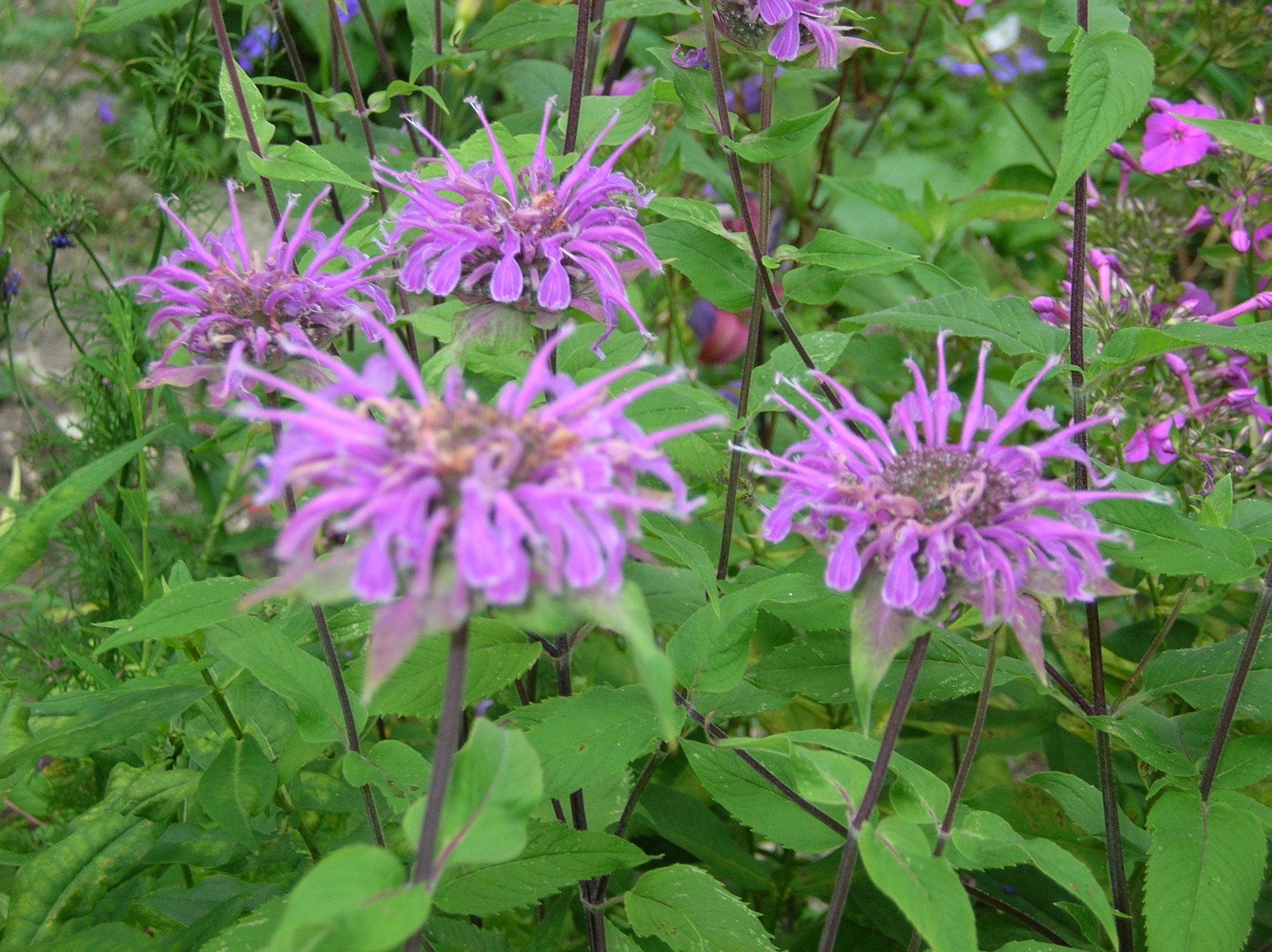 G6070 Monarda Fistulosa - View 6 from www redcrocus com