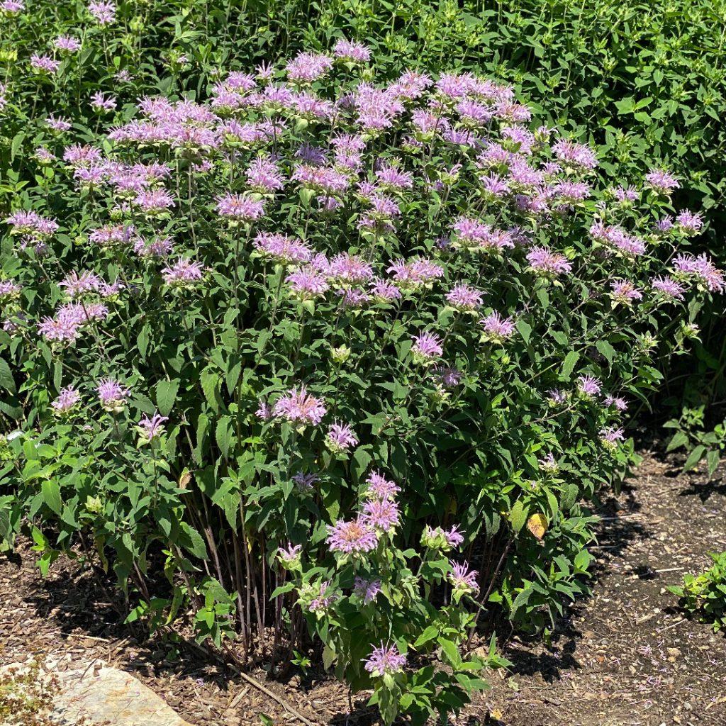 G6070 Monarda Fistulosa - View 8 from www redcrocus com