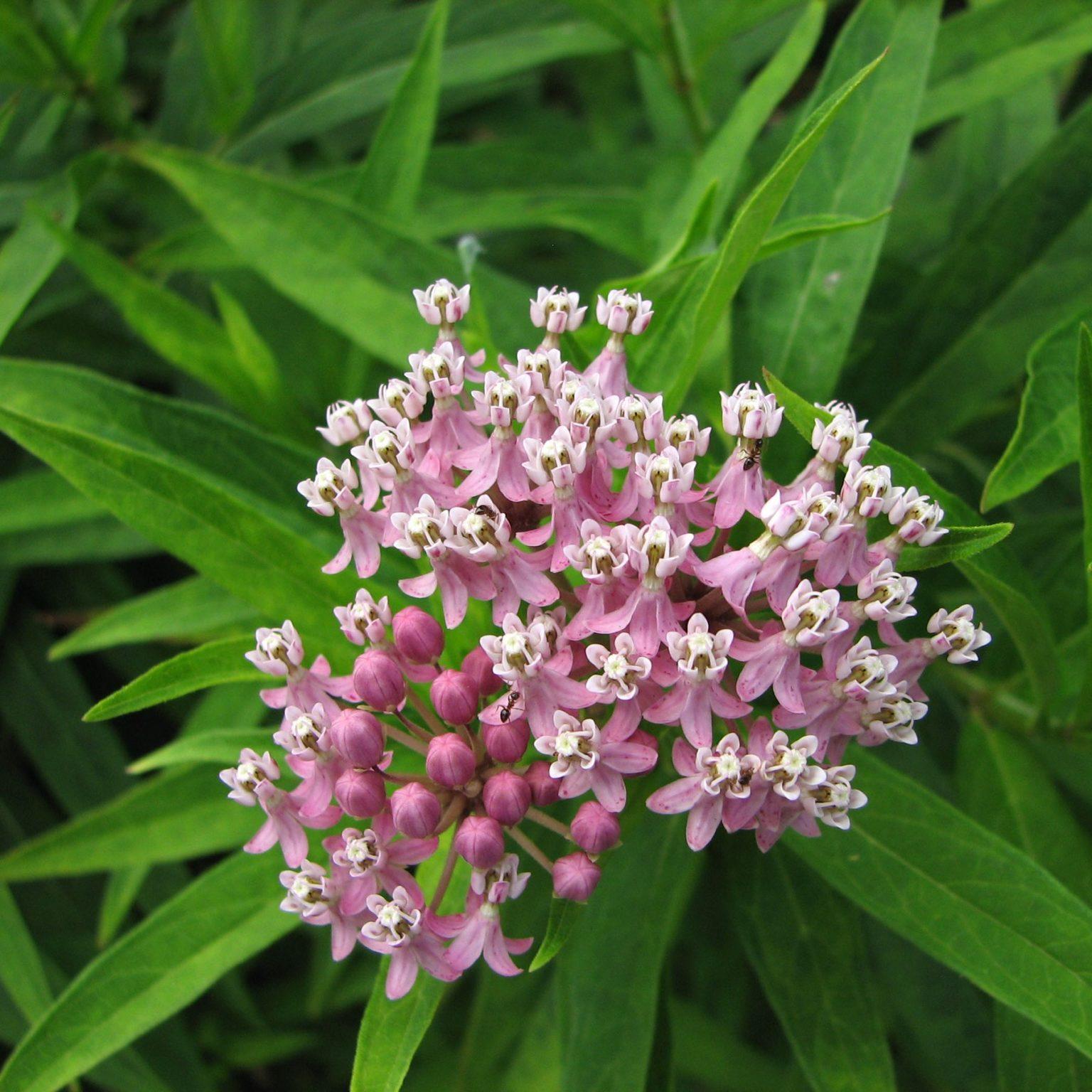 G6071 Asclepias Incarnata 10 3f324b59 5dd5 45dd A52a C37379c98e63 from www redcrocus com