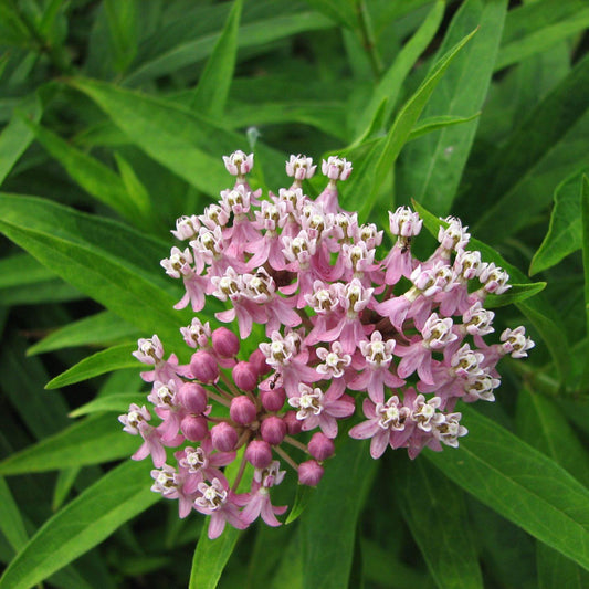 G6071 Asclepias Incarnata - View 10 from www redcrocus com