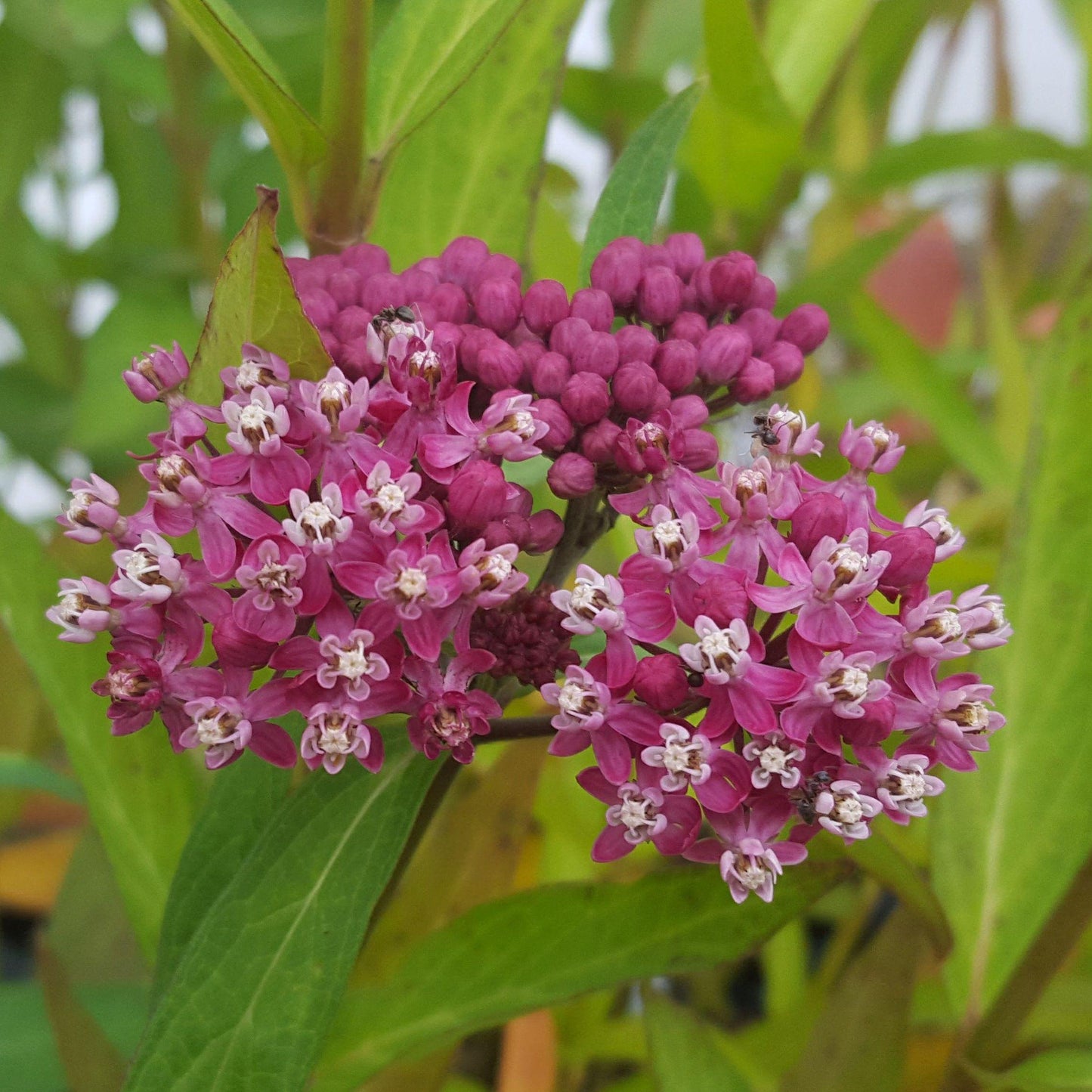 G6071 Asclepias Incarnata 11 B4a06b72 7dc6 449e A434 3517769c4b7b from www redcrocus com