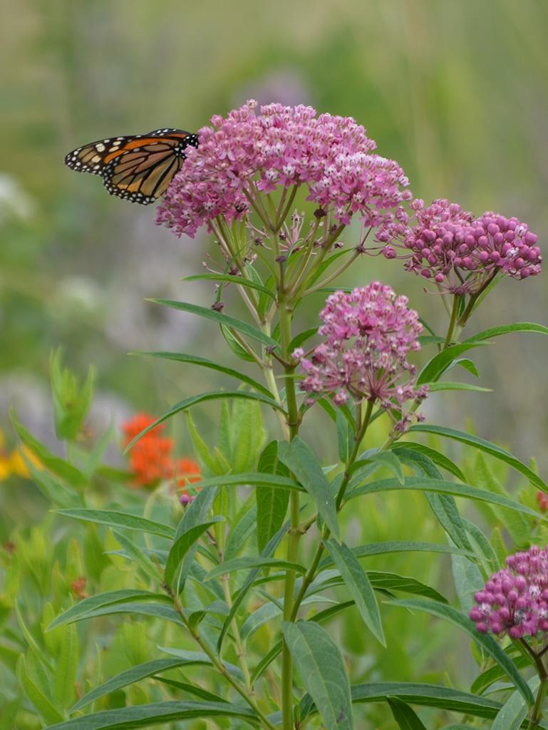 G6071 Asclepias Incarnata 12 4b222ddd 8e08 4460 8923 6fb88c200dee from www redcrocus com