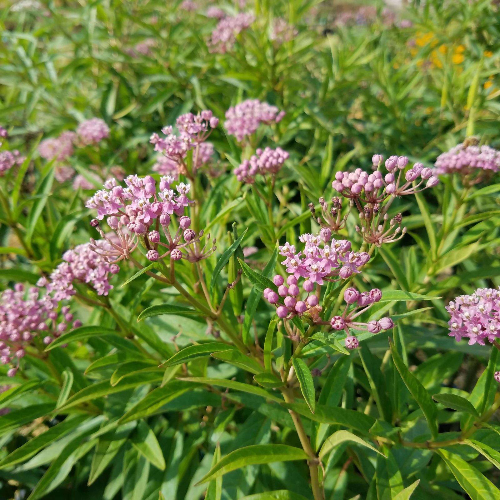 G6071 Asclepias Incarnata - View 13 from www redcrocus com