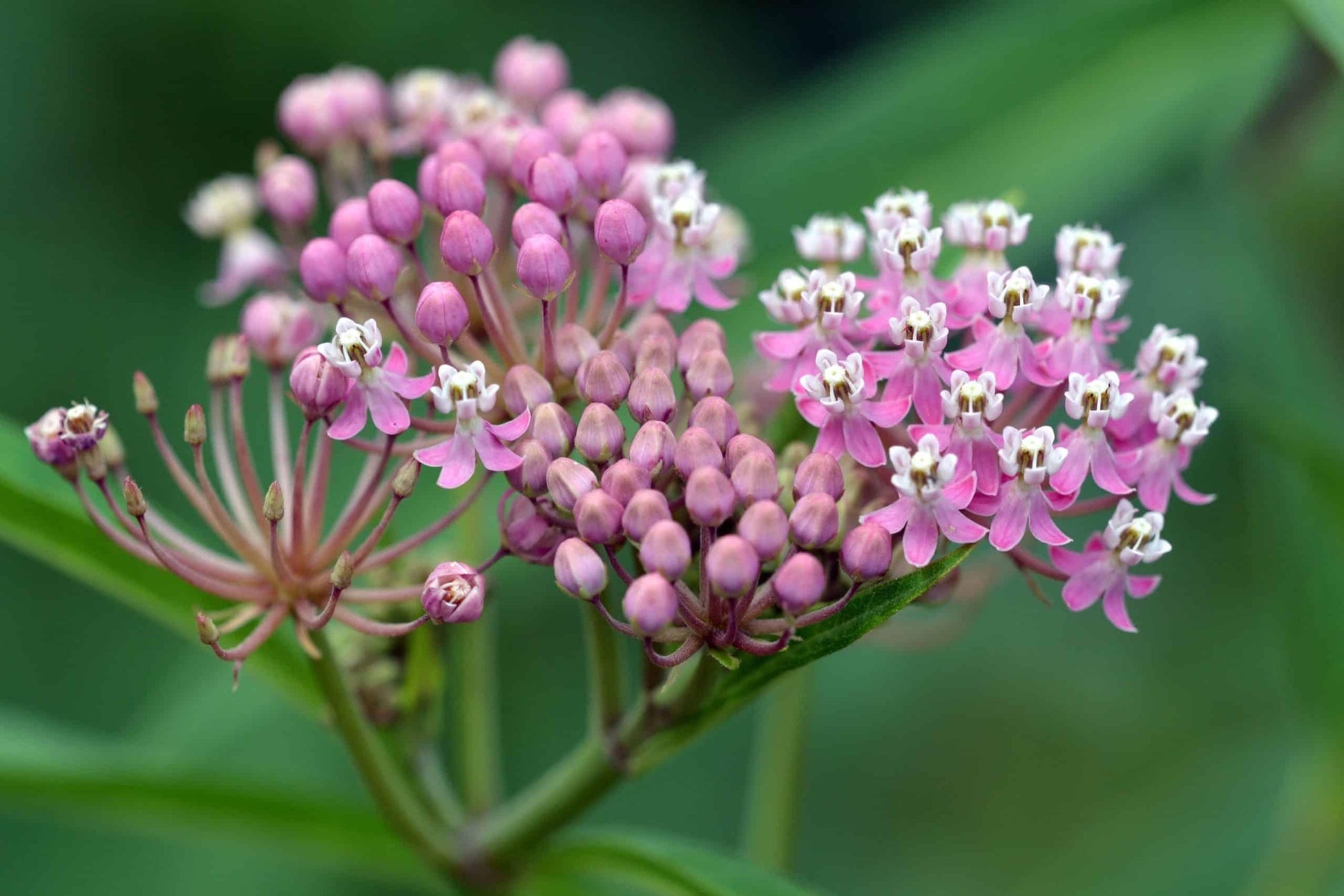 G6071 Asclepias Incarnata 14 4400df66 3e90 4d92 985d 8aac892ede4e from www redcrocus com