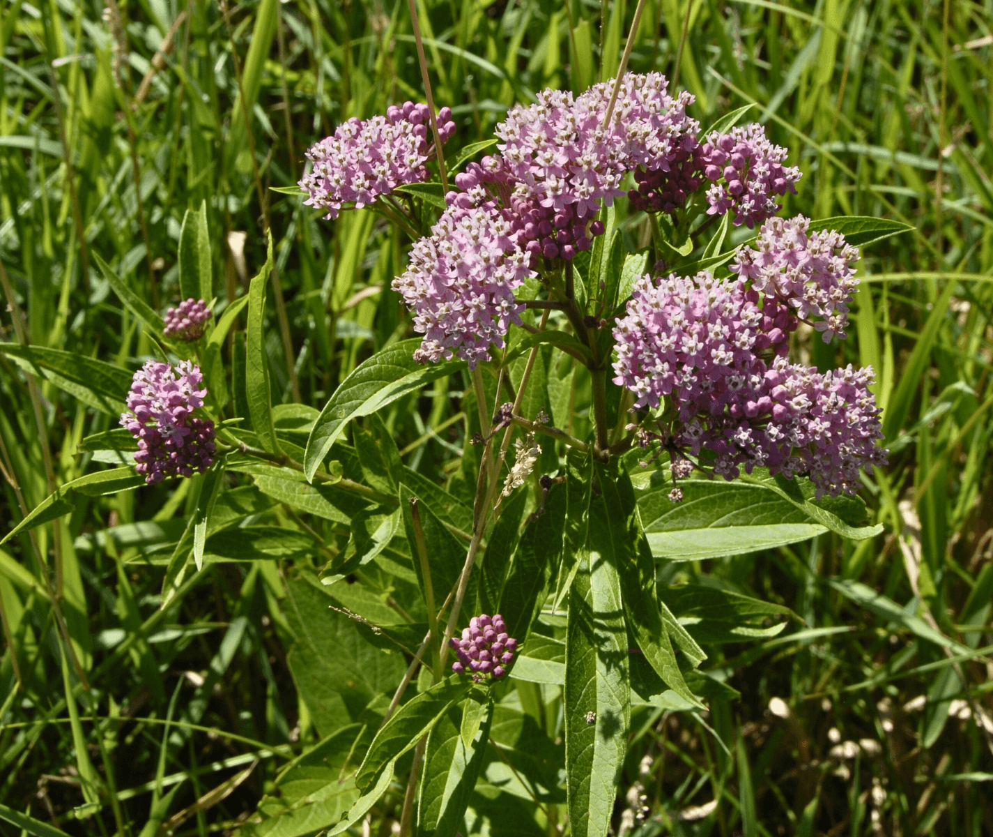 G6071 Asclepias Incarnata - View 15 from www redcrocus com