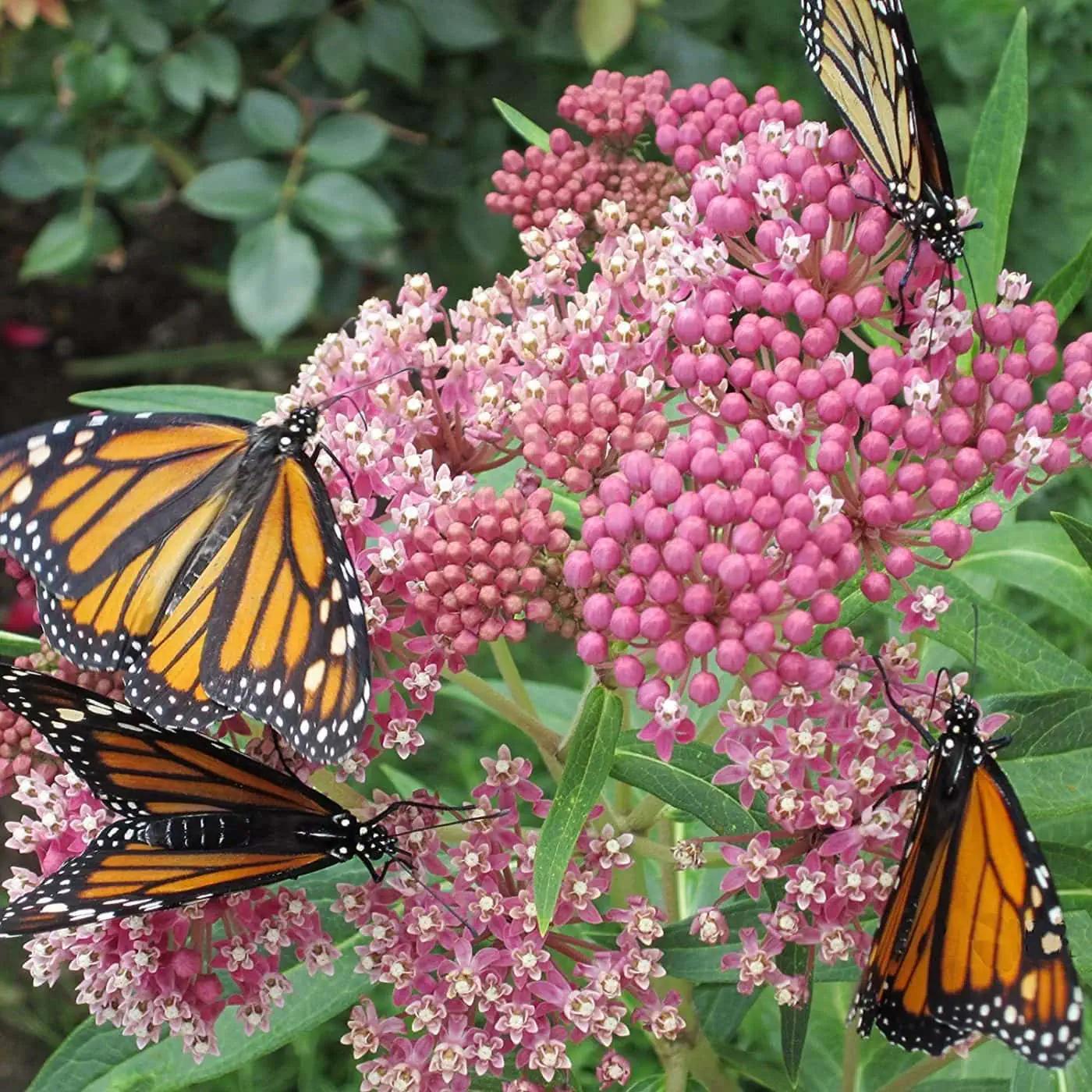 G6071 Asclepias Incarnata - View 17 from www redcrocus com