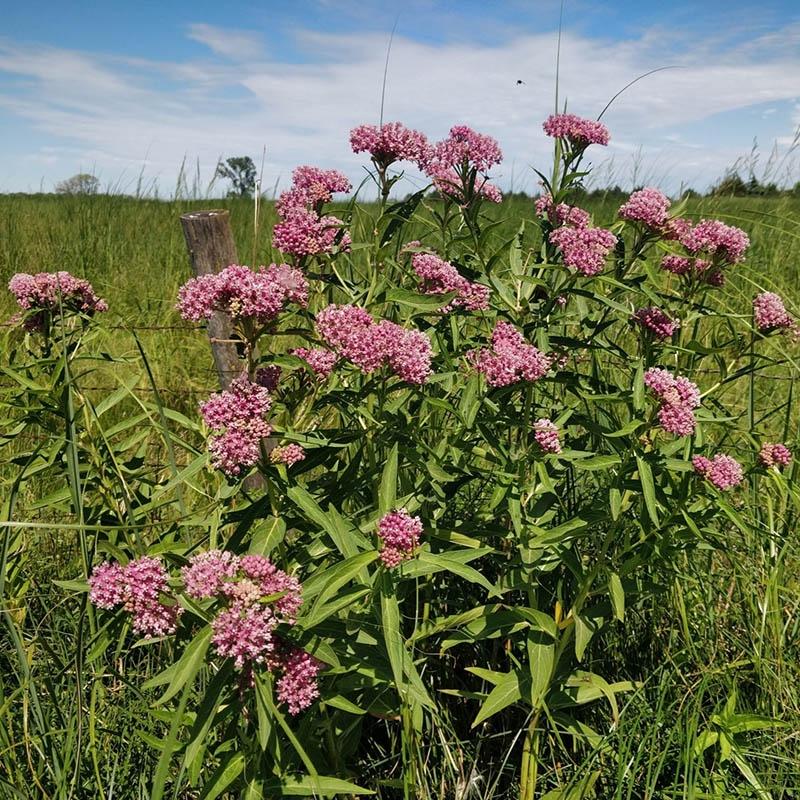 G6071 Asclepias Incarnata 18 0442437f 5b01 459e 9a74 1b100d2ec9e5 from www redcrocus com