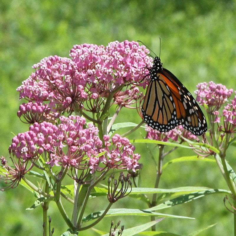G6071 Asclepias Incarnata - View 19 from www redcrocus com