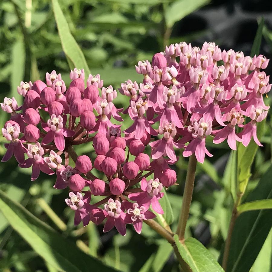 G6071 Asclepias Incarnata 20 2ac734fd Ad8e 4275 A151 1876834380f0 from www redcrocus com