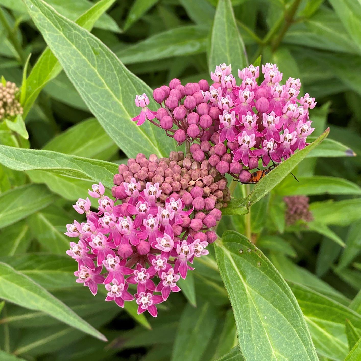 G6071 Asclepias Incarnata - View 2 from www redcrocus com
