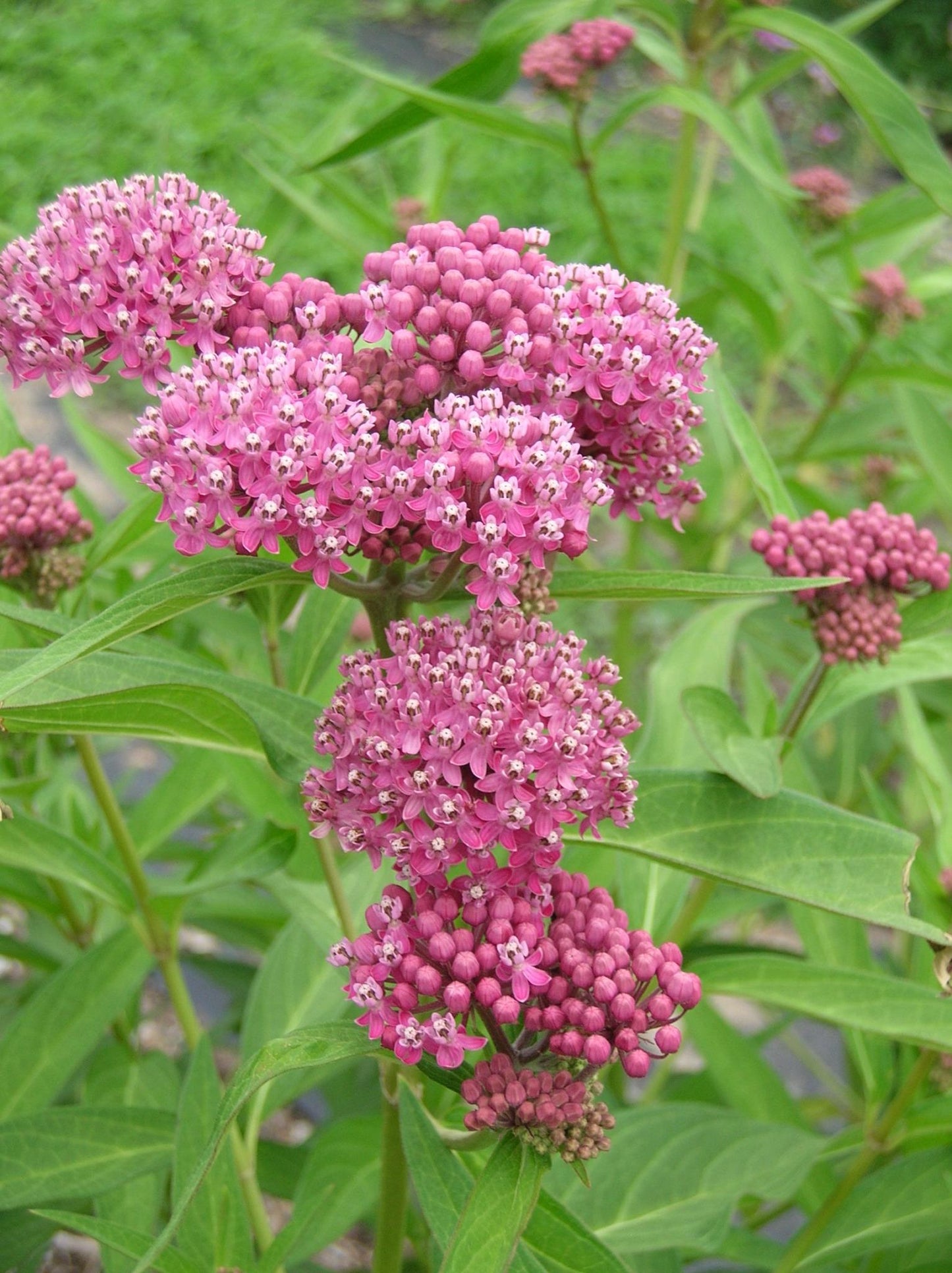G6071 Asclepias Incarnata - View 3 from www redcrocus com