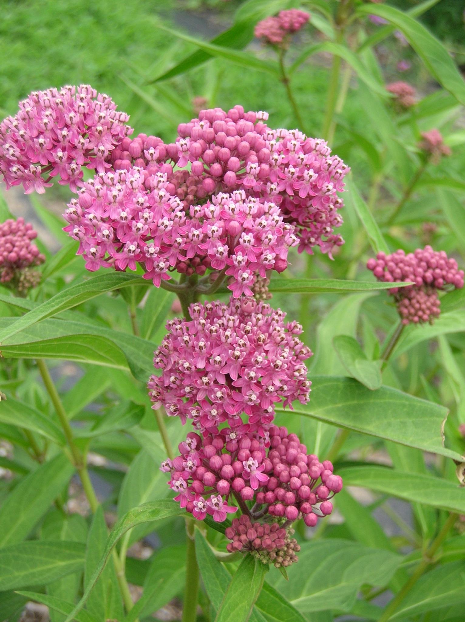 G6071 Asclepias Incarnata - View 3 from www redcrocus com