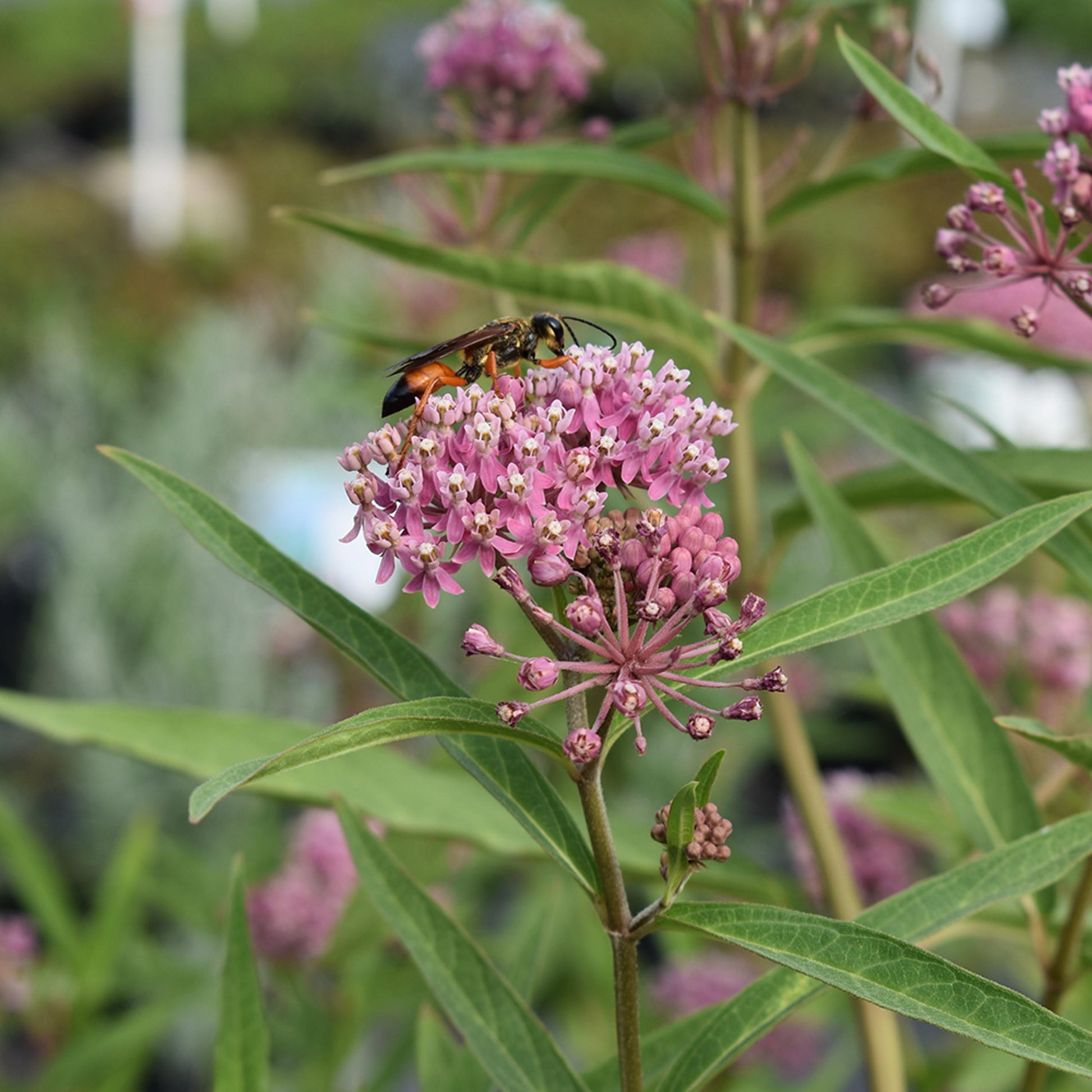 G6071 Asclepias Incarnata - View 4 from www redcrocus com