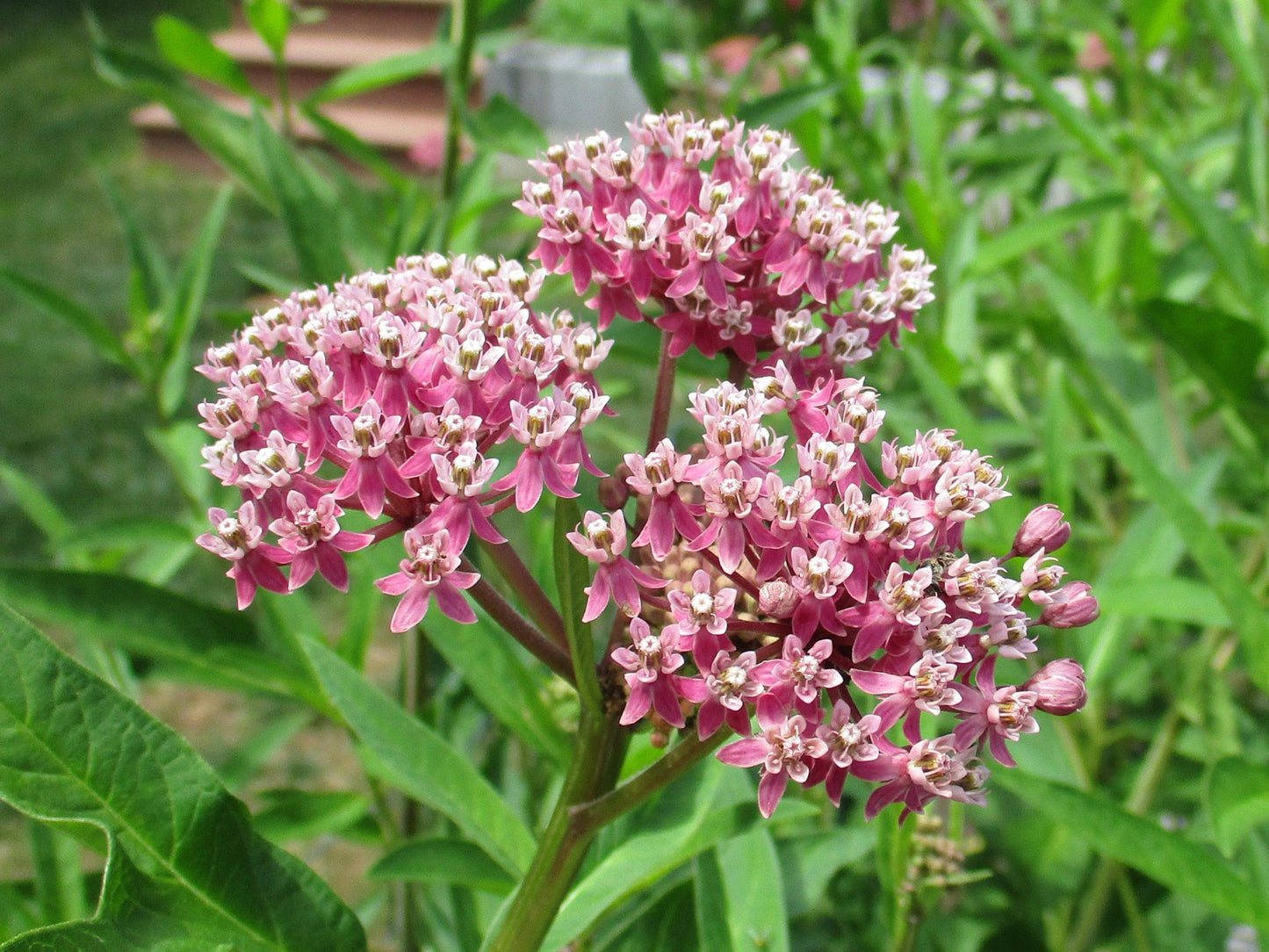 G6071 Asclepias Incarnata 5 27df338c 07b1 4d38 8496 961424c0b018 from www redcrocus com