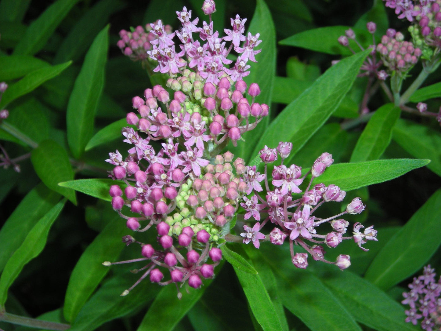 G6071 Asclepias Incarnata - View 8 from www redcrocus com