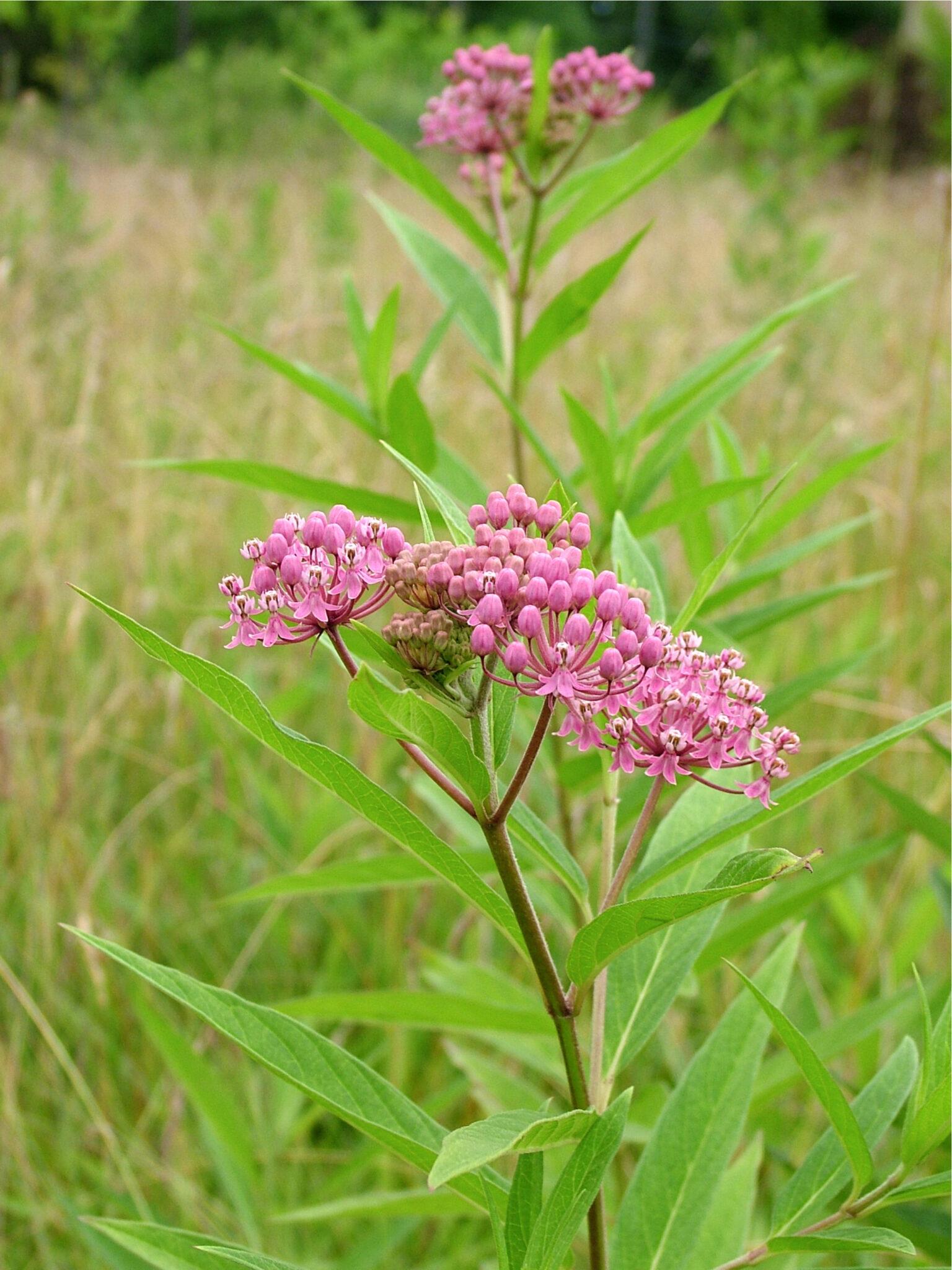 G6071 Asclepias Incarnata 9 0171c058 9fa9 4545 9f52 3814417b8699 from www redcrocus com
