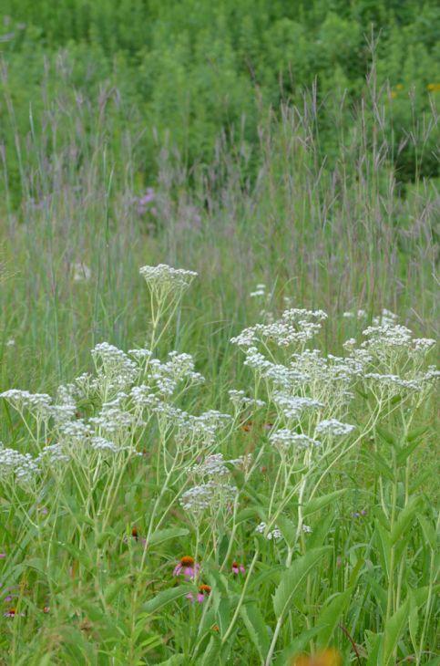 G6077 Parthenium Integrifolium 11 D359e003 B758 4cec B877 9bf43696eea0 from www redcrocus com