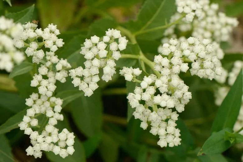 G6077 Parthenium Integrifolium 12 47616fba Aeb3 4a9b Ad39 F5792f07fdf9 from www redcrocus com