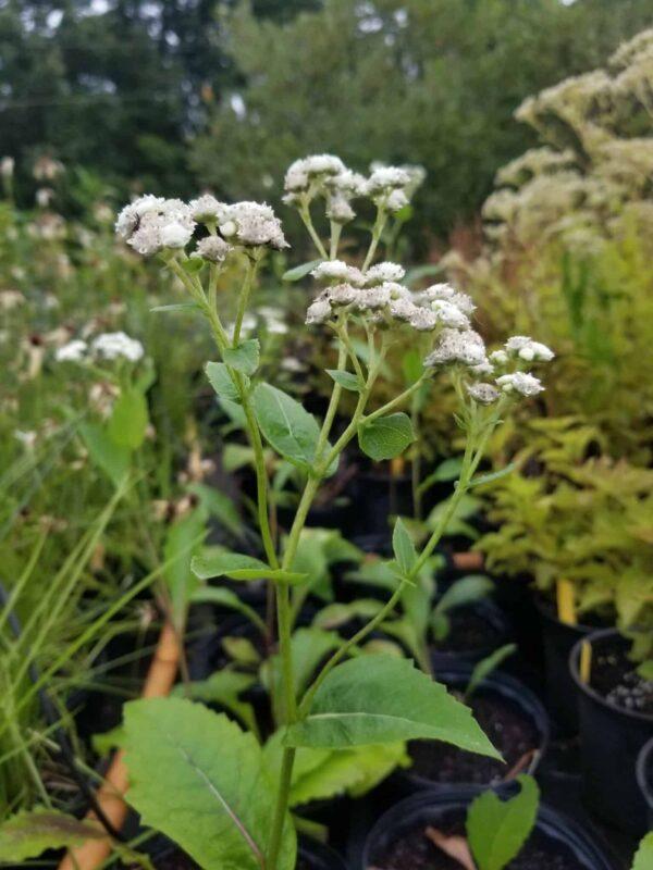 G6077 Parthenium Integrifolium - View 13 from www redcrocus com