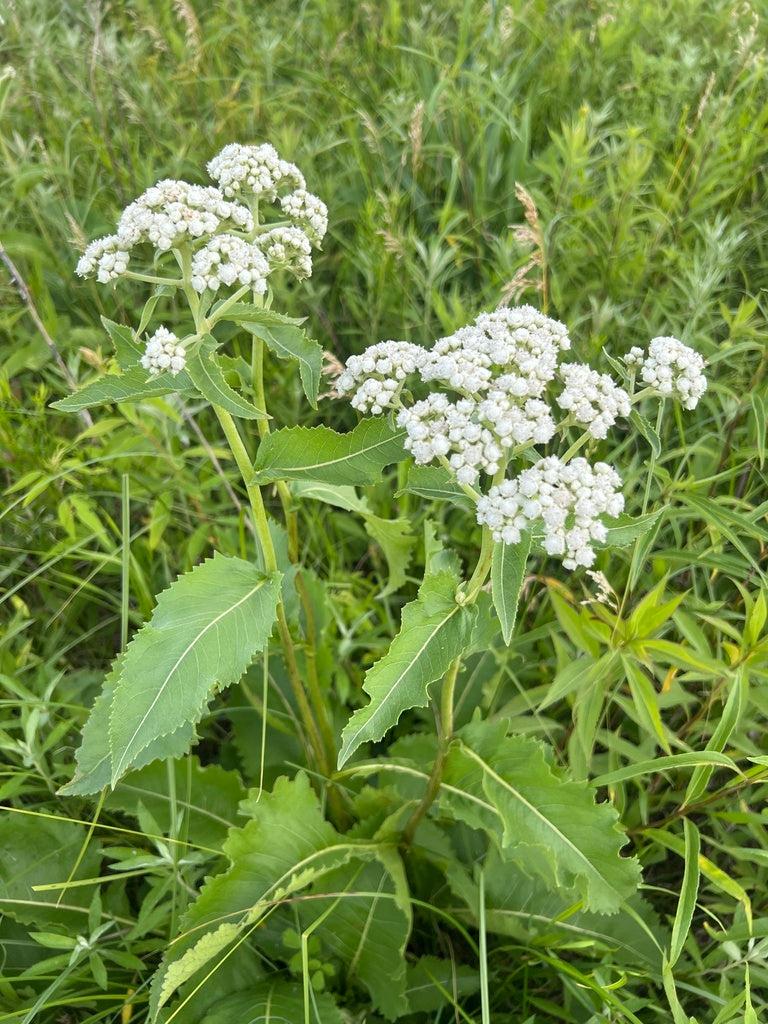 G6077 Parthenium Integrifolium 14 113bf47b Abc1 4212 A2df 0fd2a4895174 from www redcrocus com