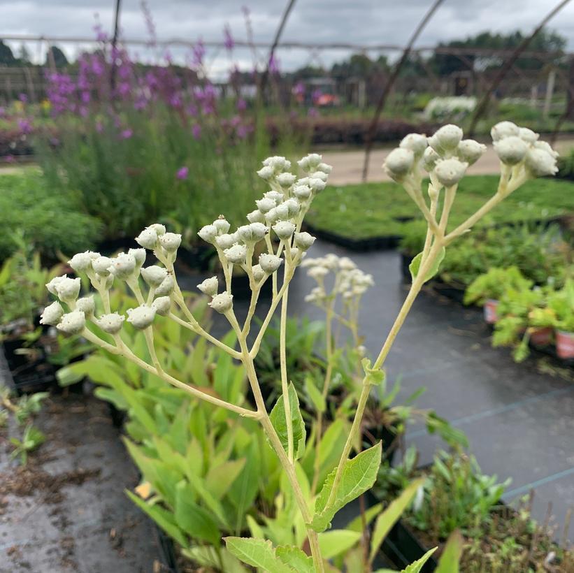 G6077 Parthenium Integrifolium 15 9bfb6373 Beb6 4de9 Bd63 64ae9de7bfc2 from www redcrocus com