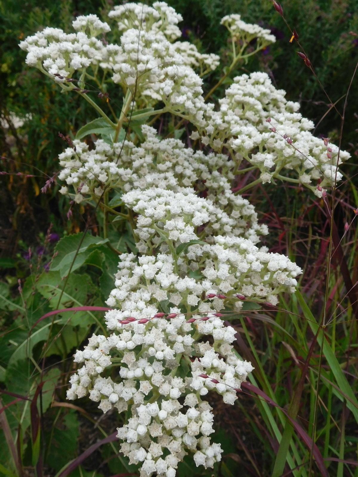 G6077 Parthenium Integrifolium 16 641d2ee0 3e9f 45db 9522 6d32f5bf604f from www redcrocus com
