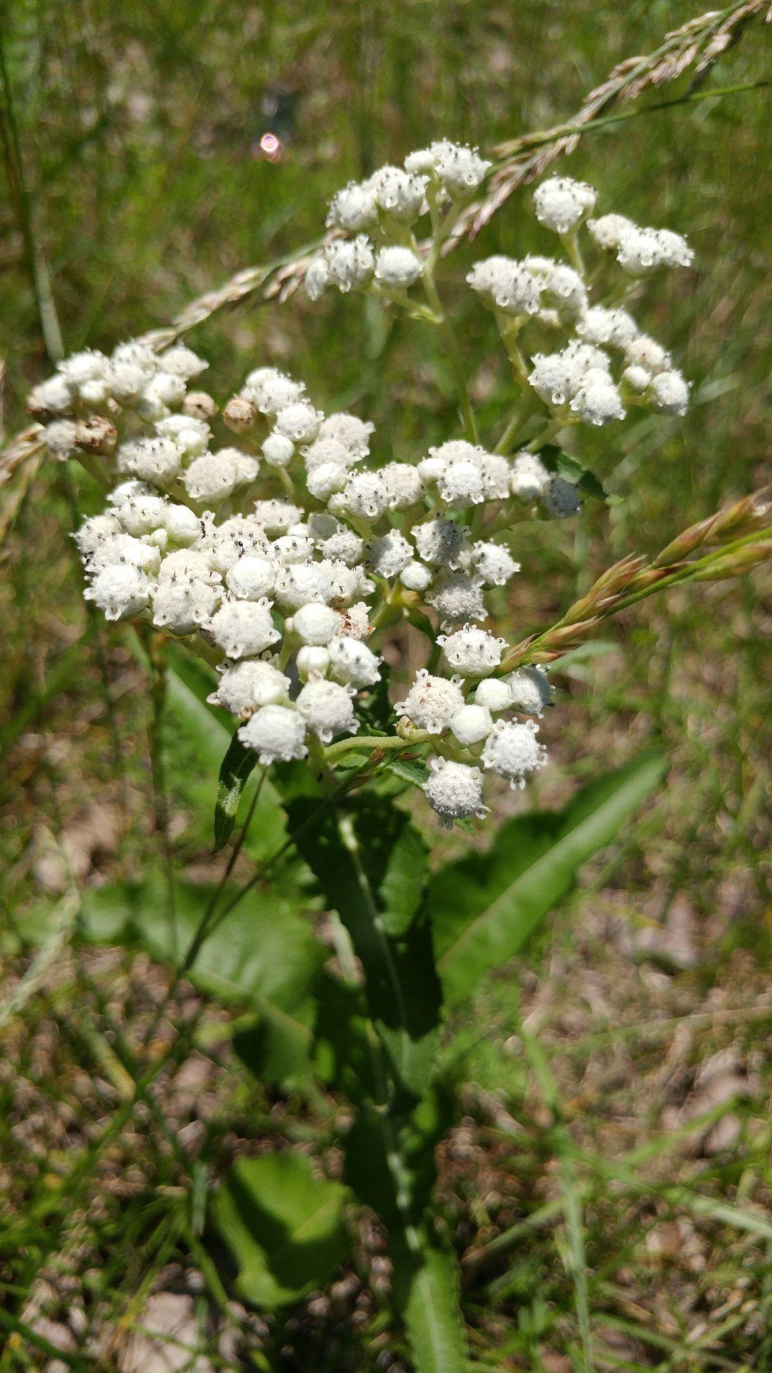 G6077 Parthenium Integrifolium 17 6092c775 55a1 45c9 842b 6c4c8073c654 from www redcrocus com