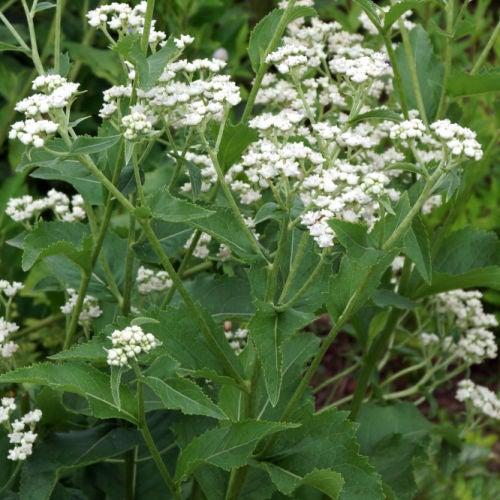G6077 Parthenium Integrifolium 19 5da7ec10 A6d3 4daf 9e65 D818fec1a205 from www redcrocus com