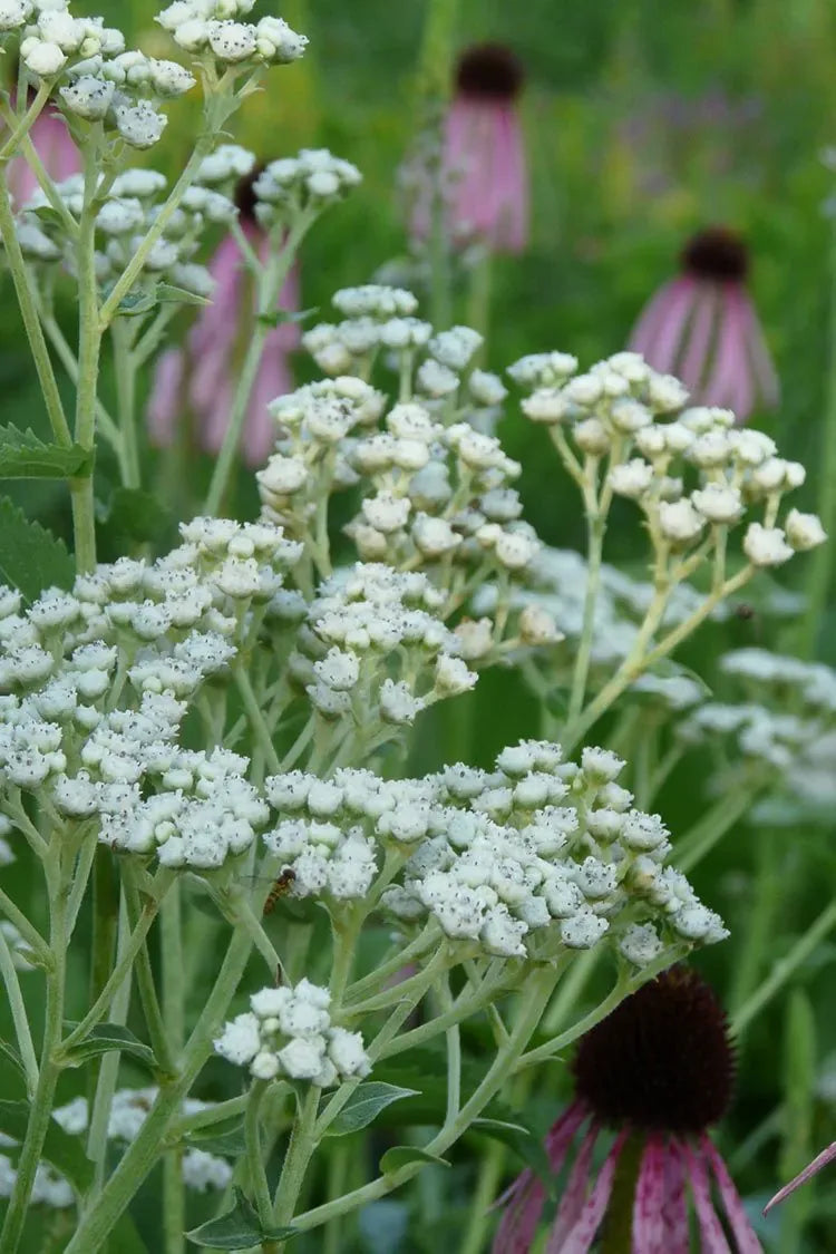 G6077 Parthenium Integrifolium 20 F466cef7 89d4 4a1c 92b2 Ef1243de99db from www redcrocus com