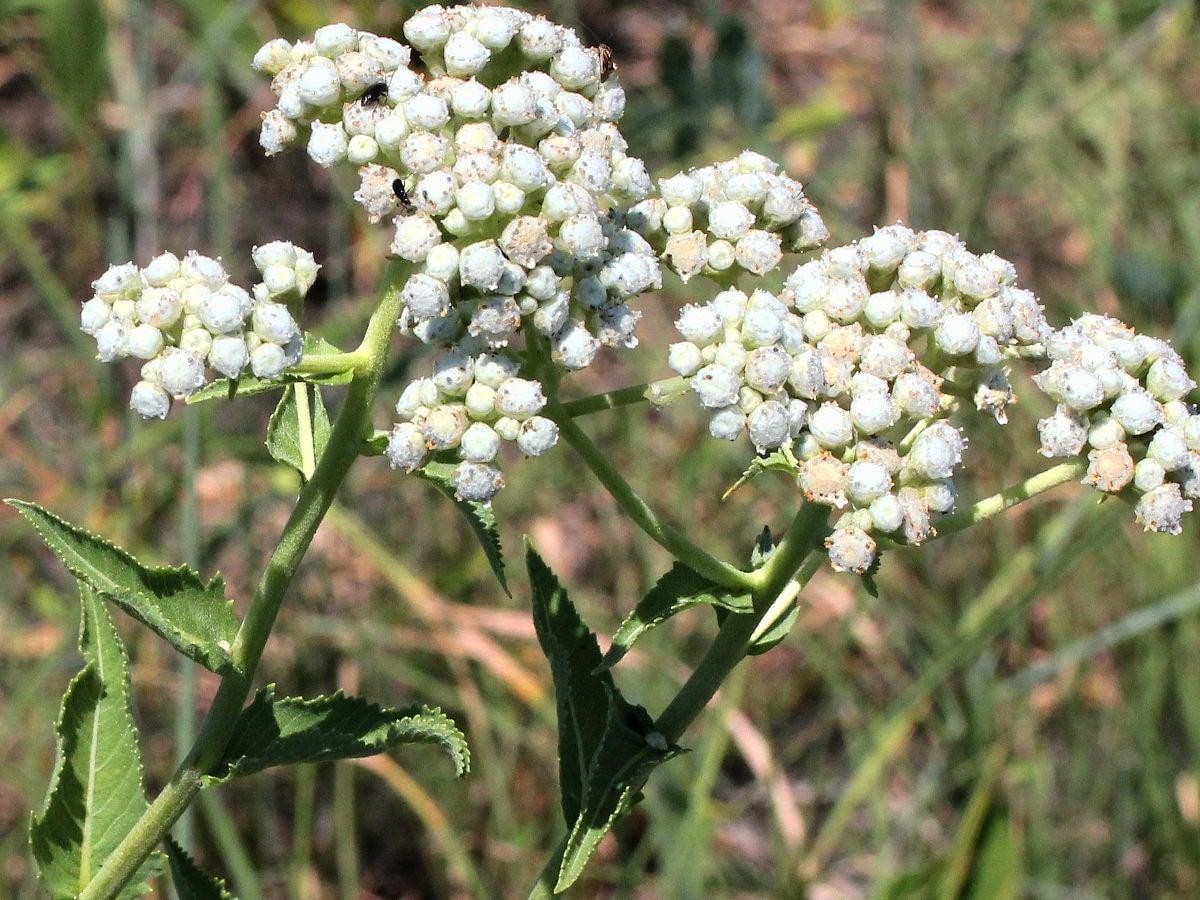 G6077 Parthenium Integrifolium - View 21 from www redcrocus com