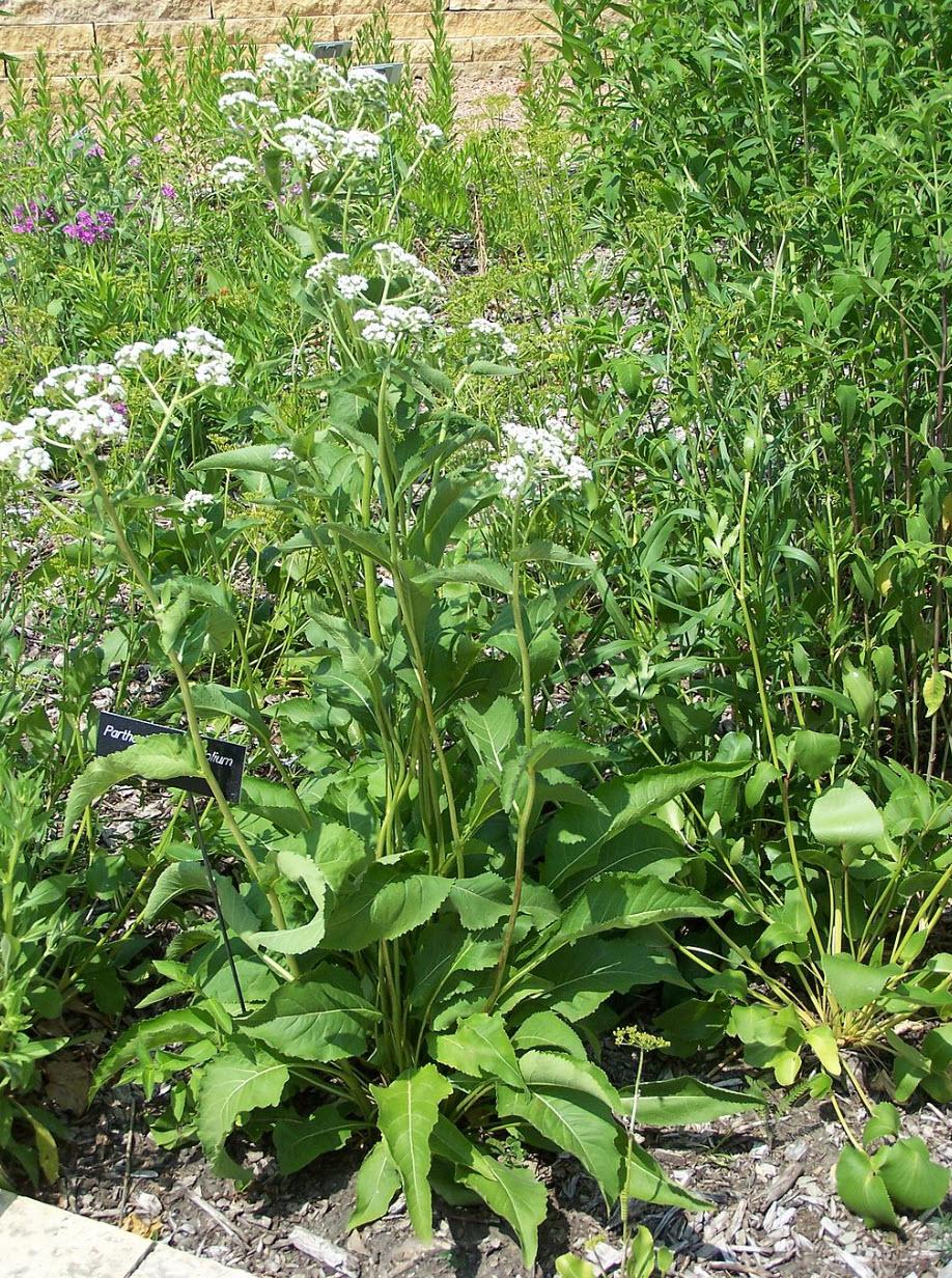 G6077 Parthenium Integrifolium 23 0006f0c6 Ef20 4723 Be3a 6eabf5dbf87e from www redcrocus com