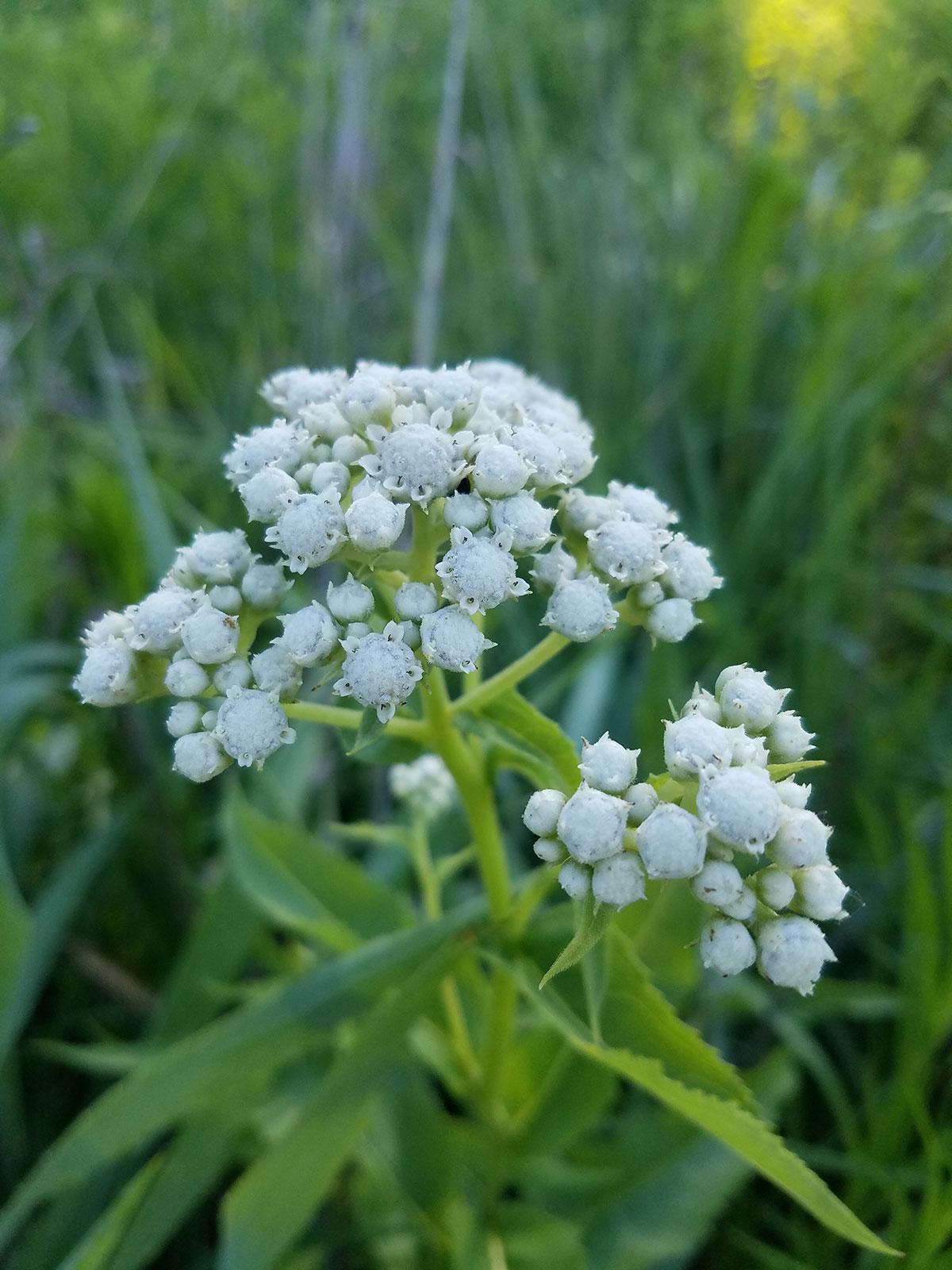 G6077 Parthenium Integrifolium 26 6008c909 1bcd 4fed 8899 73bfe8b0988c from www redcrocus com