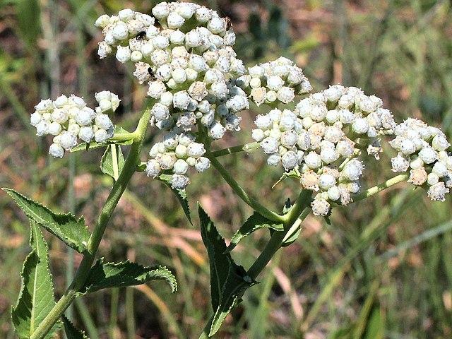 G6077 Parthenium Integrifolium 27 B911ab51 4466 4412 Af35 6cccb53088ab from www redcrocus com