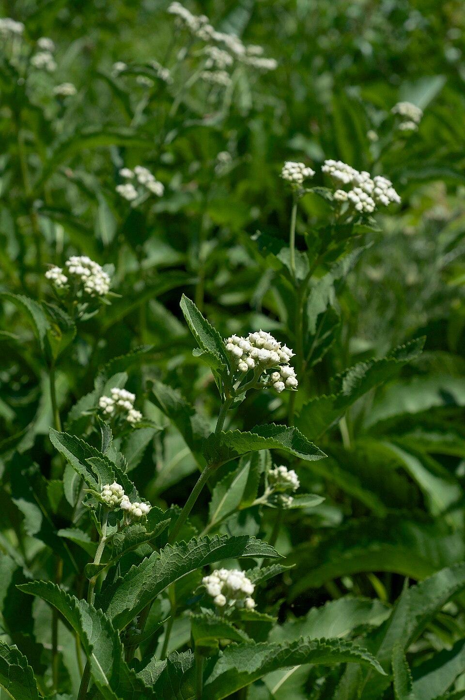 G6077 Parthenium Integrifolium 28 1578b19f Cab9 4e3a 80c5 84f9ca502f3c from www redcrocus com